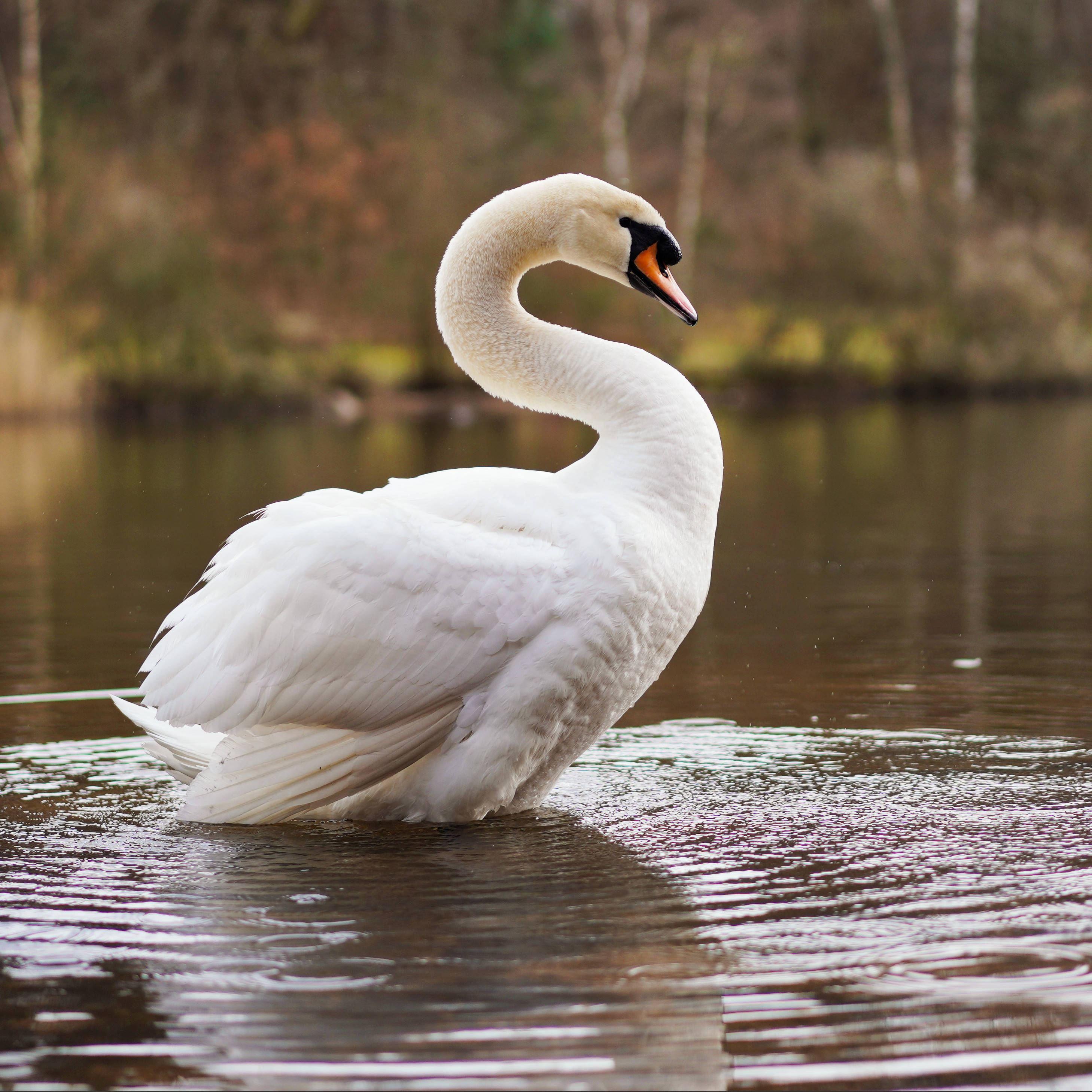 Swan Lake, white swan, calm waters, 2K Desktop Wallpaper