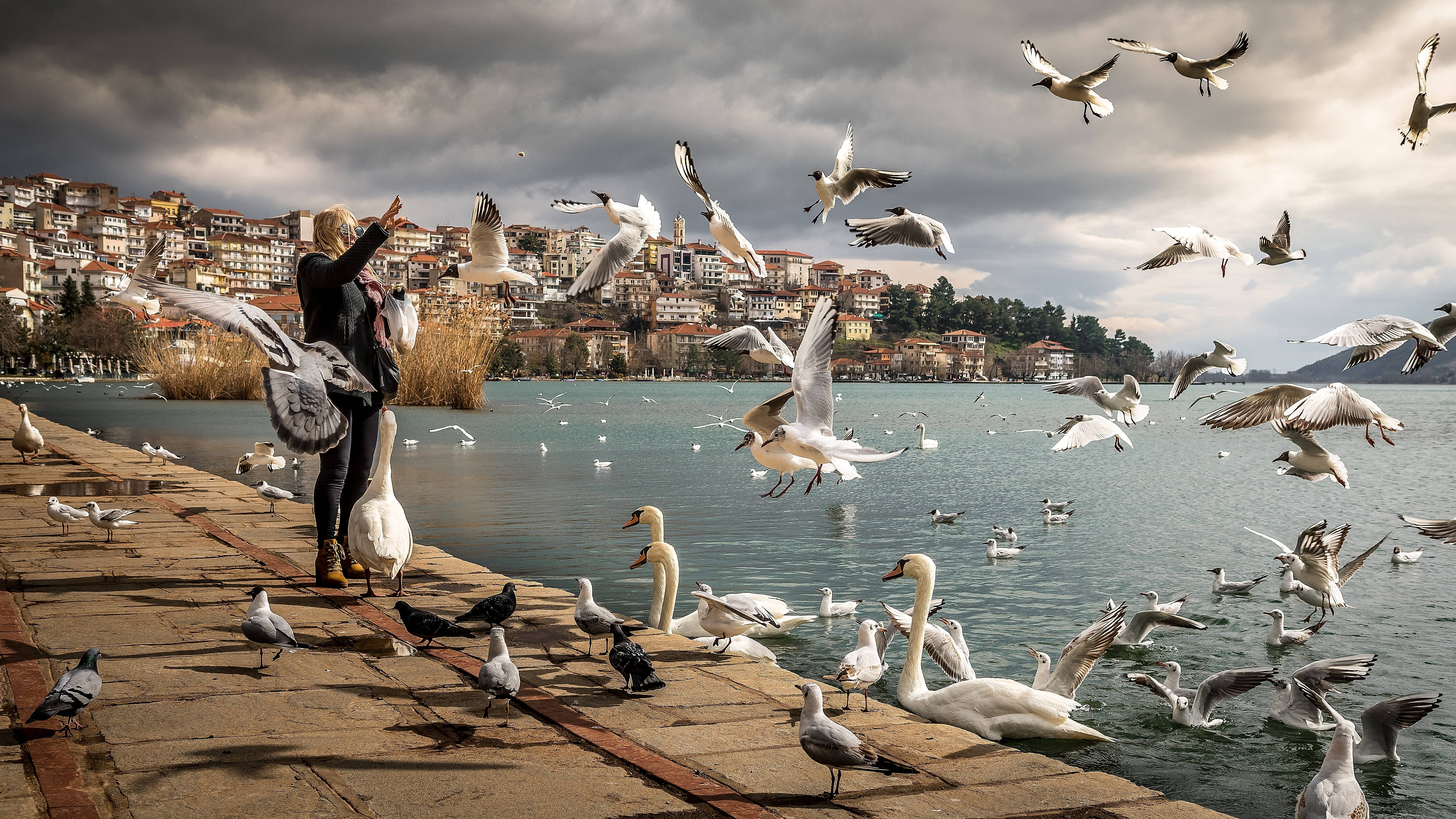 Swan Lake, lakeside dock, seagulls, 5K Desktop Wallpaper