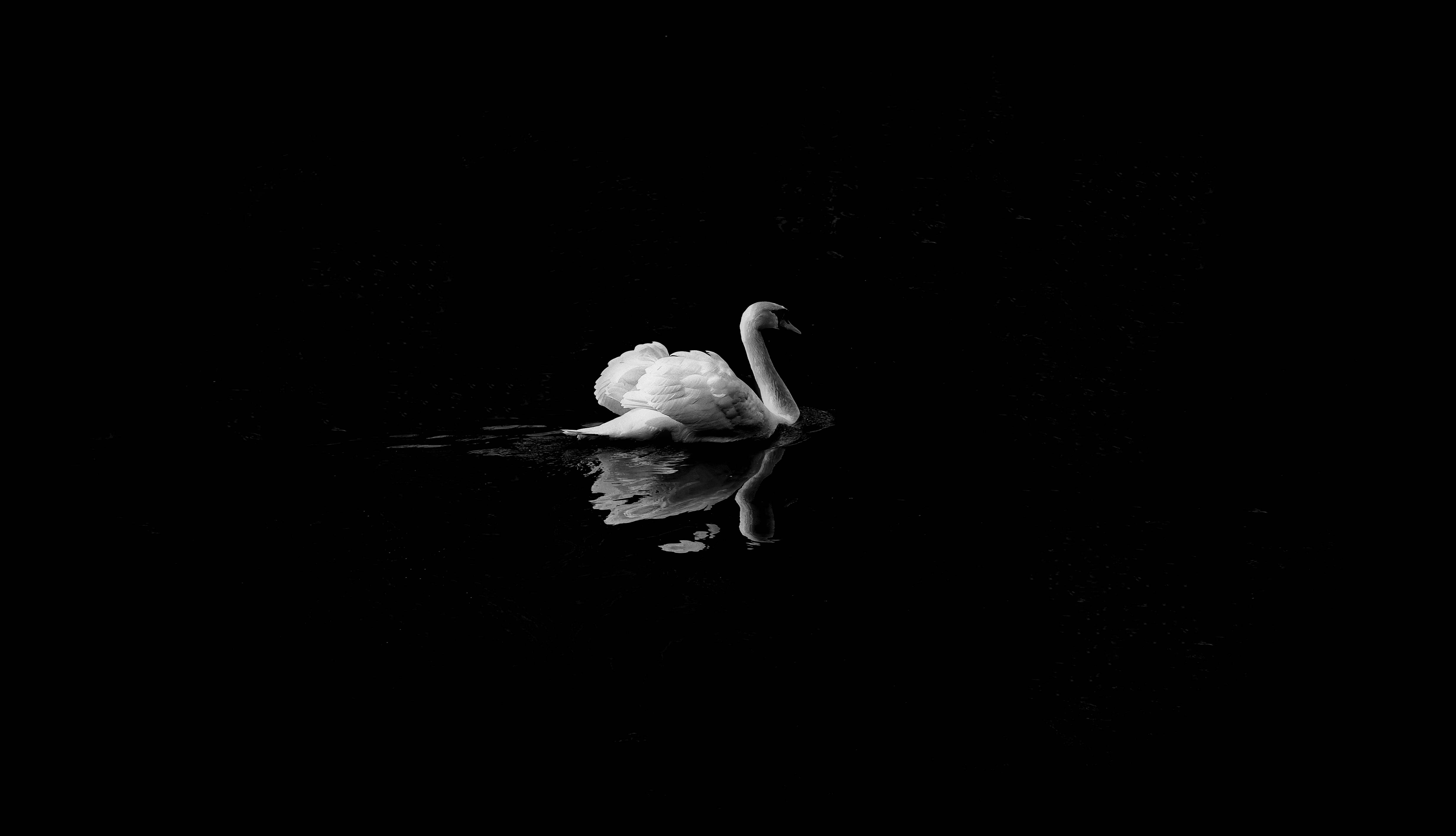 white swan, black lake, reflection, 4K Desktop Wallpaper