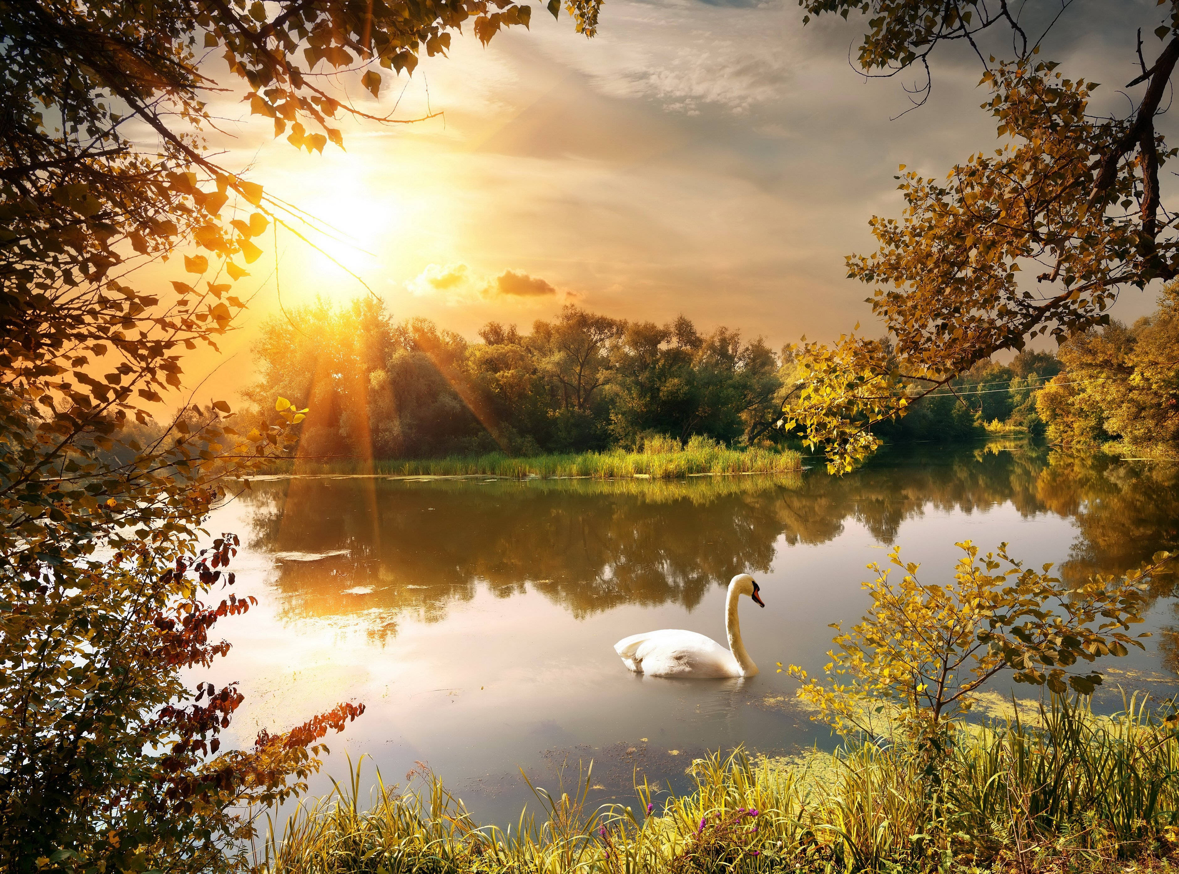 white swan, calm lake, golden autumn trees, 2K Desktop Wallpaper