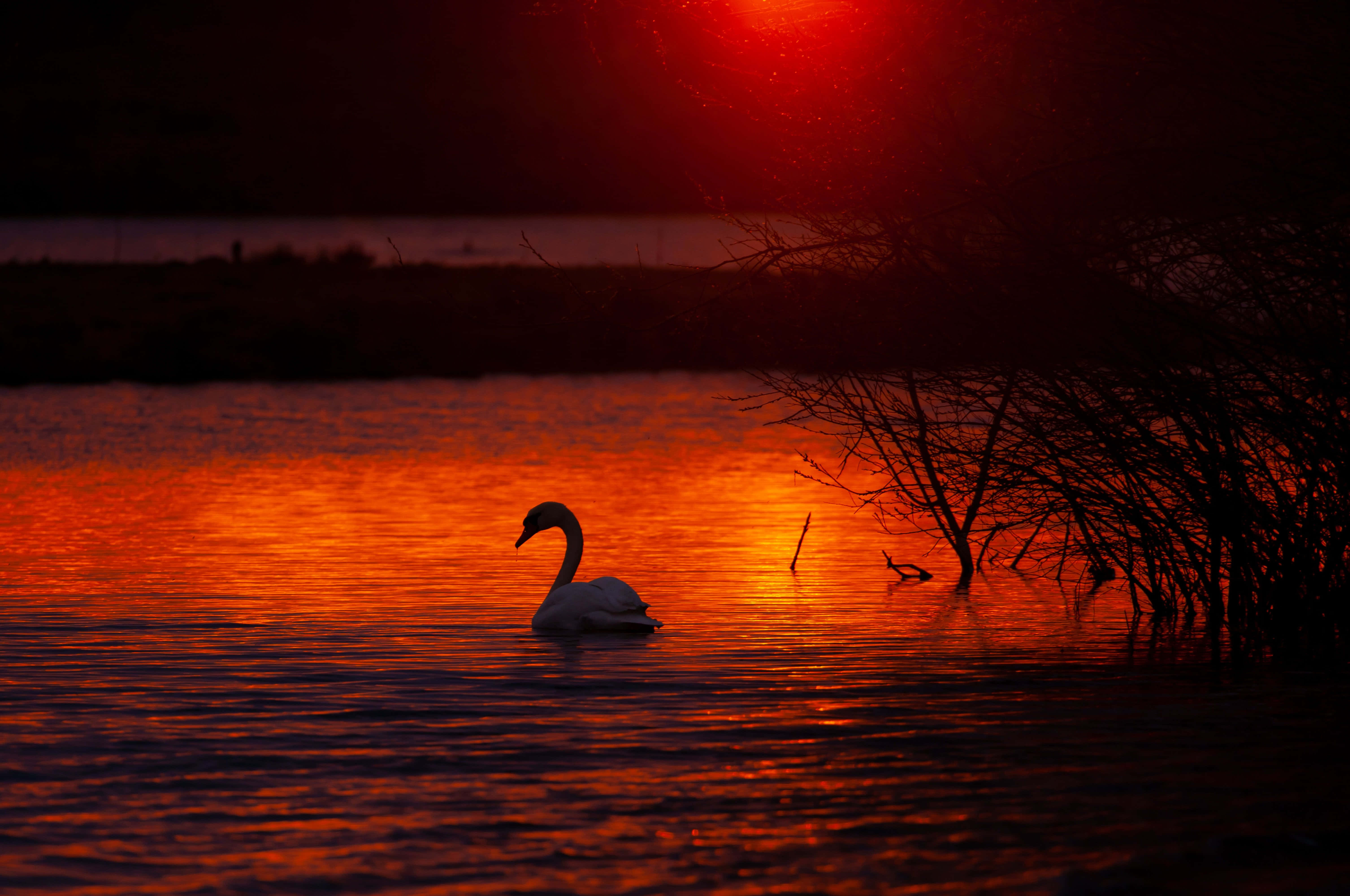 Swan Lake, sunset glow, fiery orange sunset, 5K Desktop Wallpaper