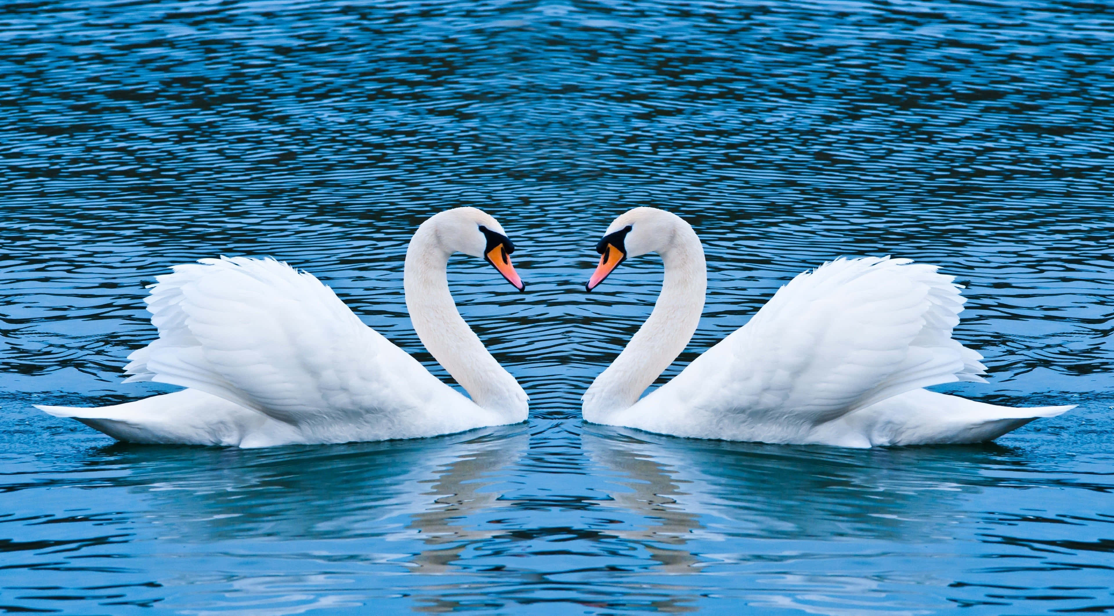 Swan Heart Reflection Water, white swans, calm blue water, 4K Desktop Wallpaper