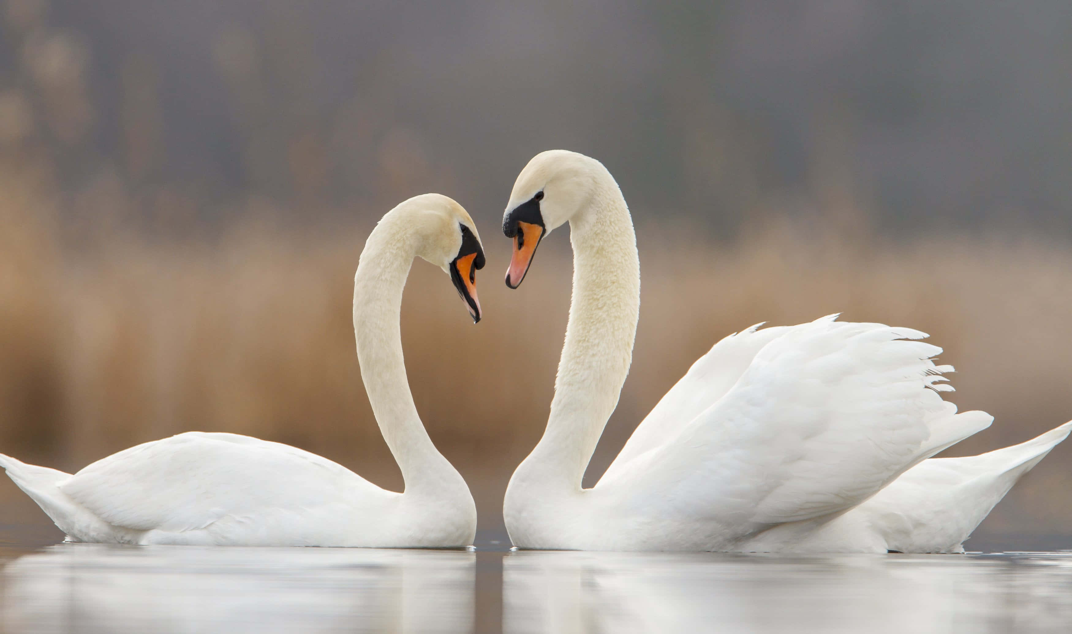 Swan Lake, white swans, calm water, 2K Desktop Wallpaper
