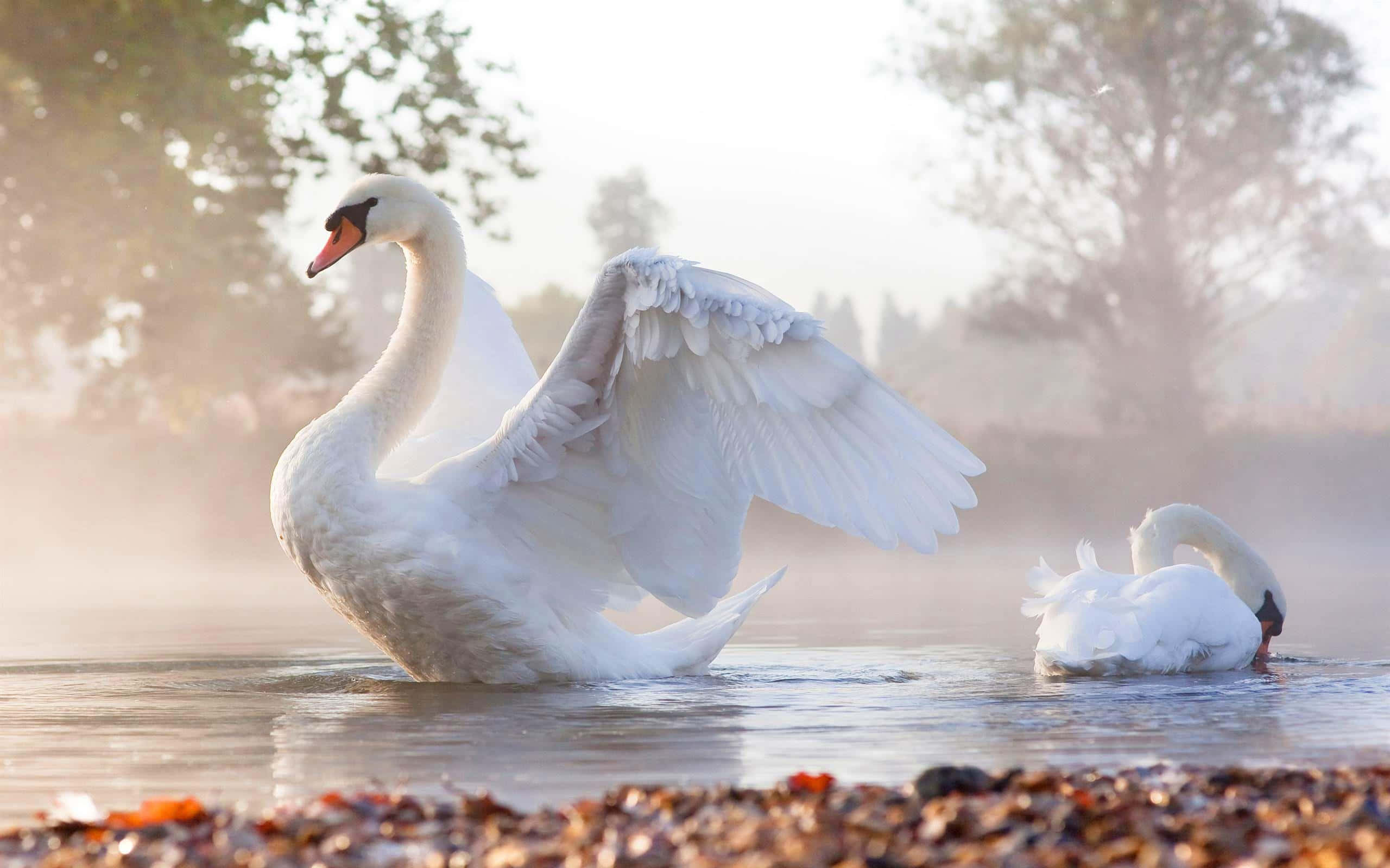 Misty Lake Swan, misty dawn lake, white swan, 2K Desktop Wallpaper