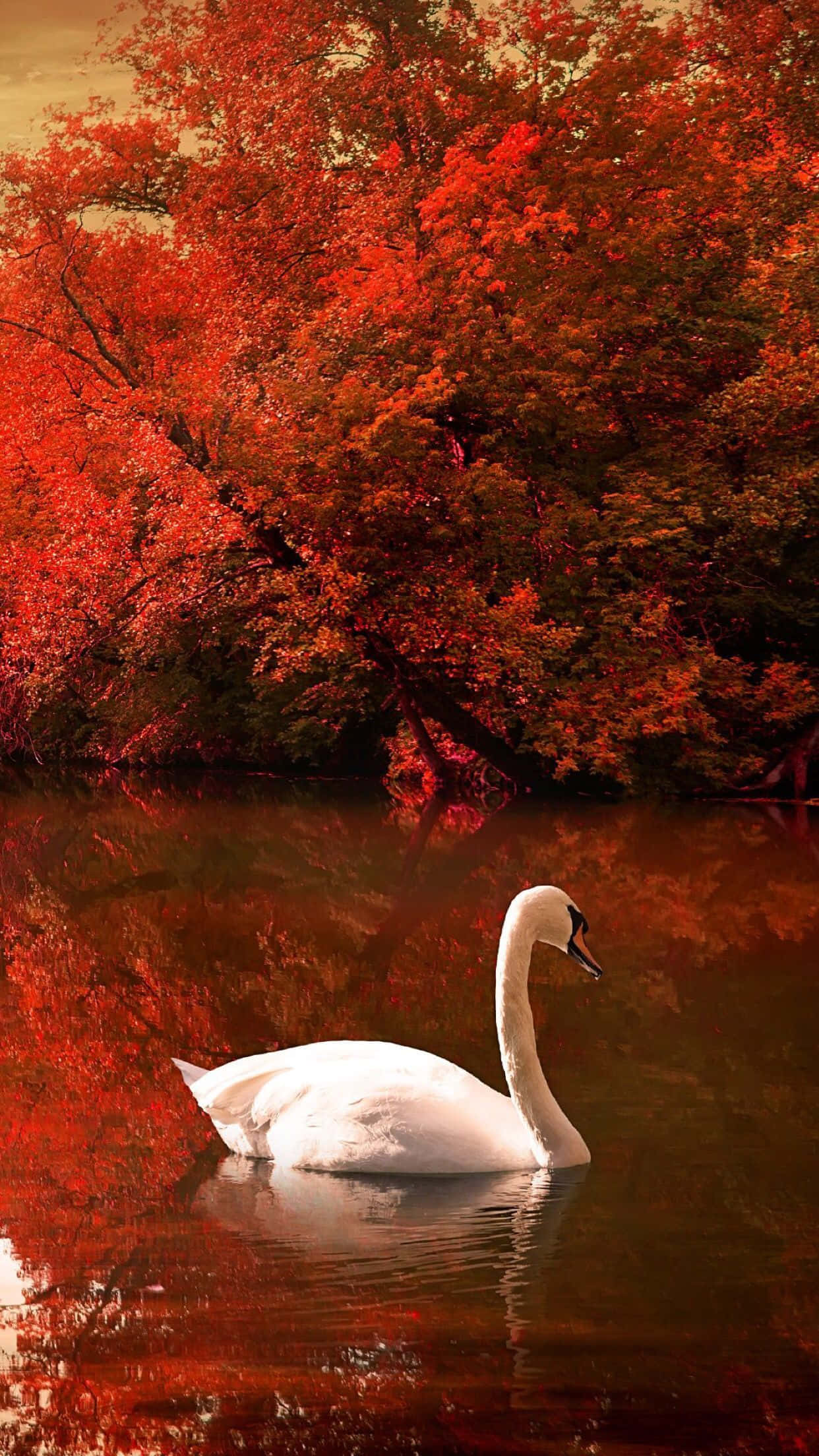 Autumn Swan Lake Reflection, white swan, calm water, Full HD Phone Wallpaper
