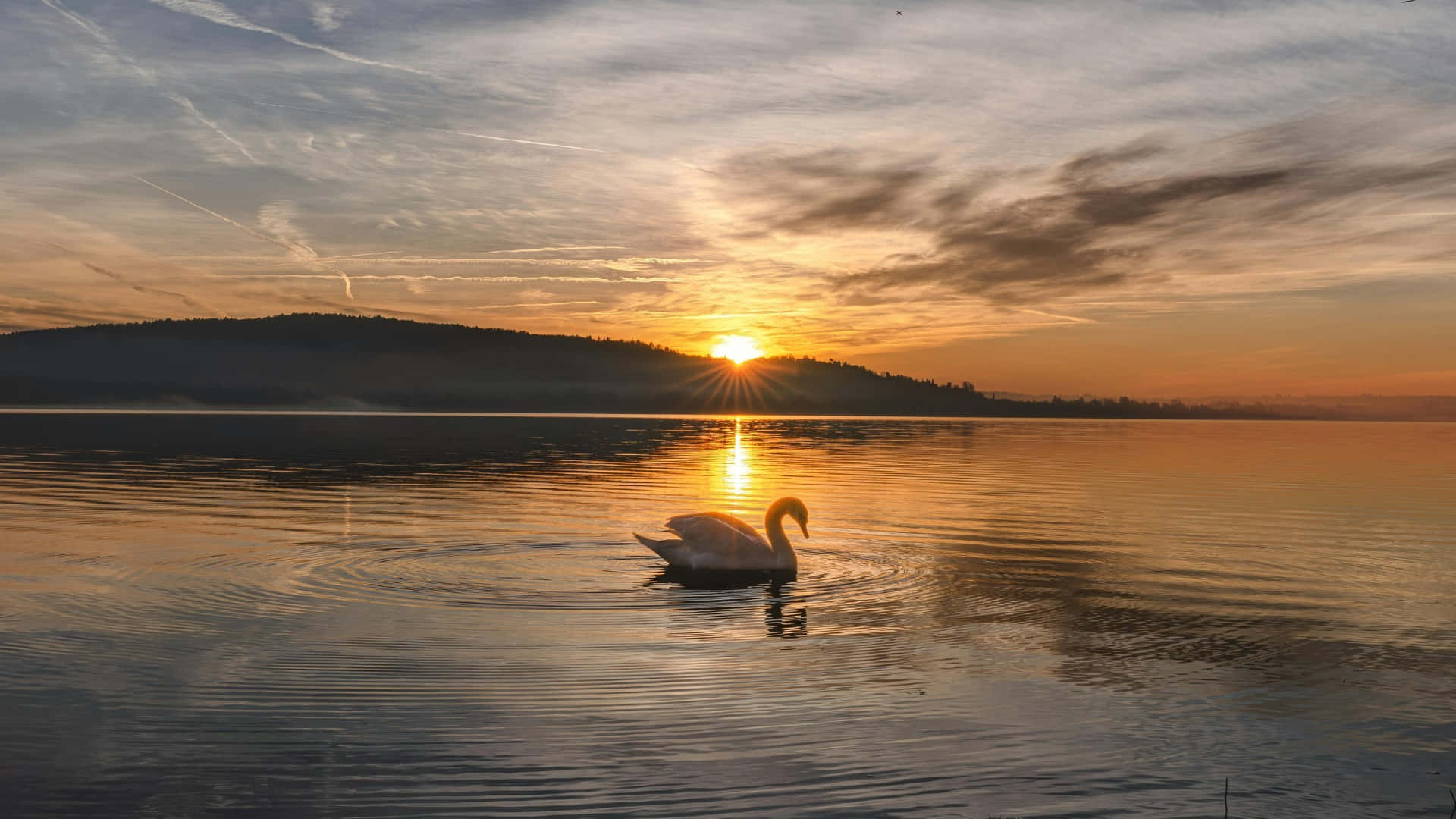 Swan Lake, sunset, white swan, Full HD Desktop Wallpaper