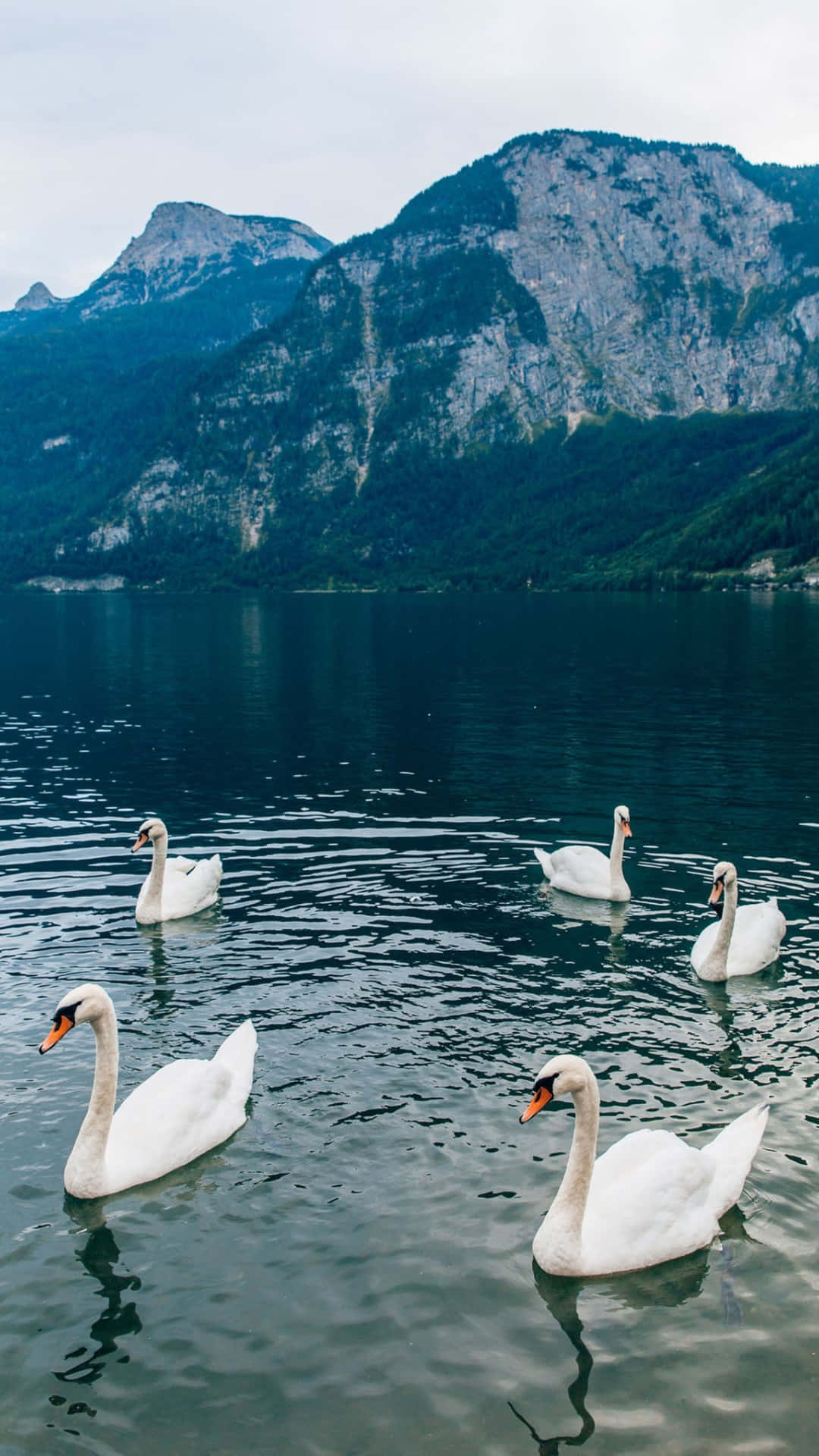 swans, mountain lake, calm, Full HD Phone Wallpaper