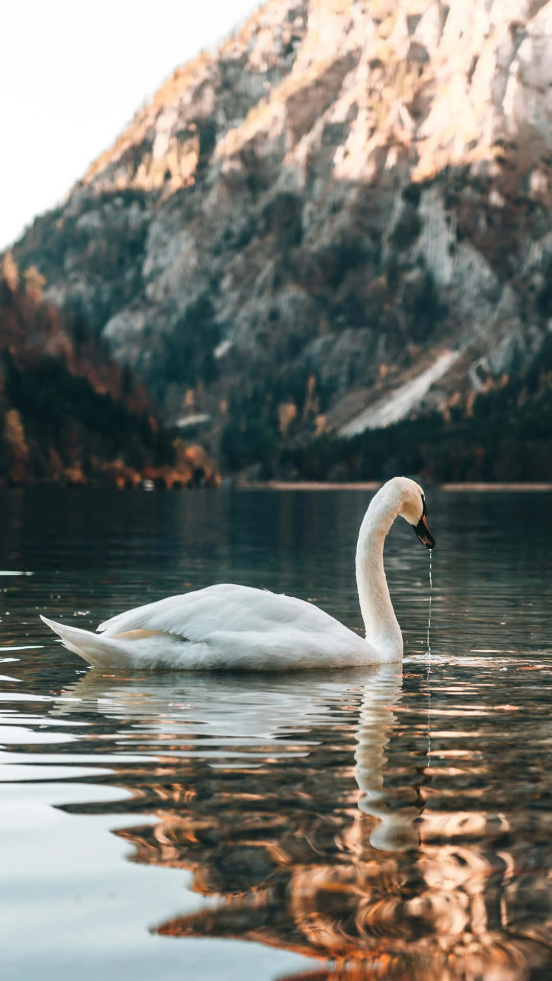 Swan Lake, white swan, calm lake, Full HD Phone Wallpaper