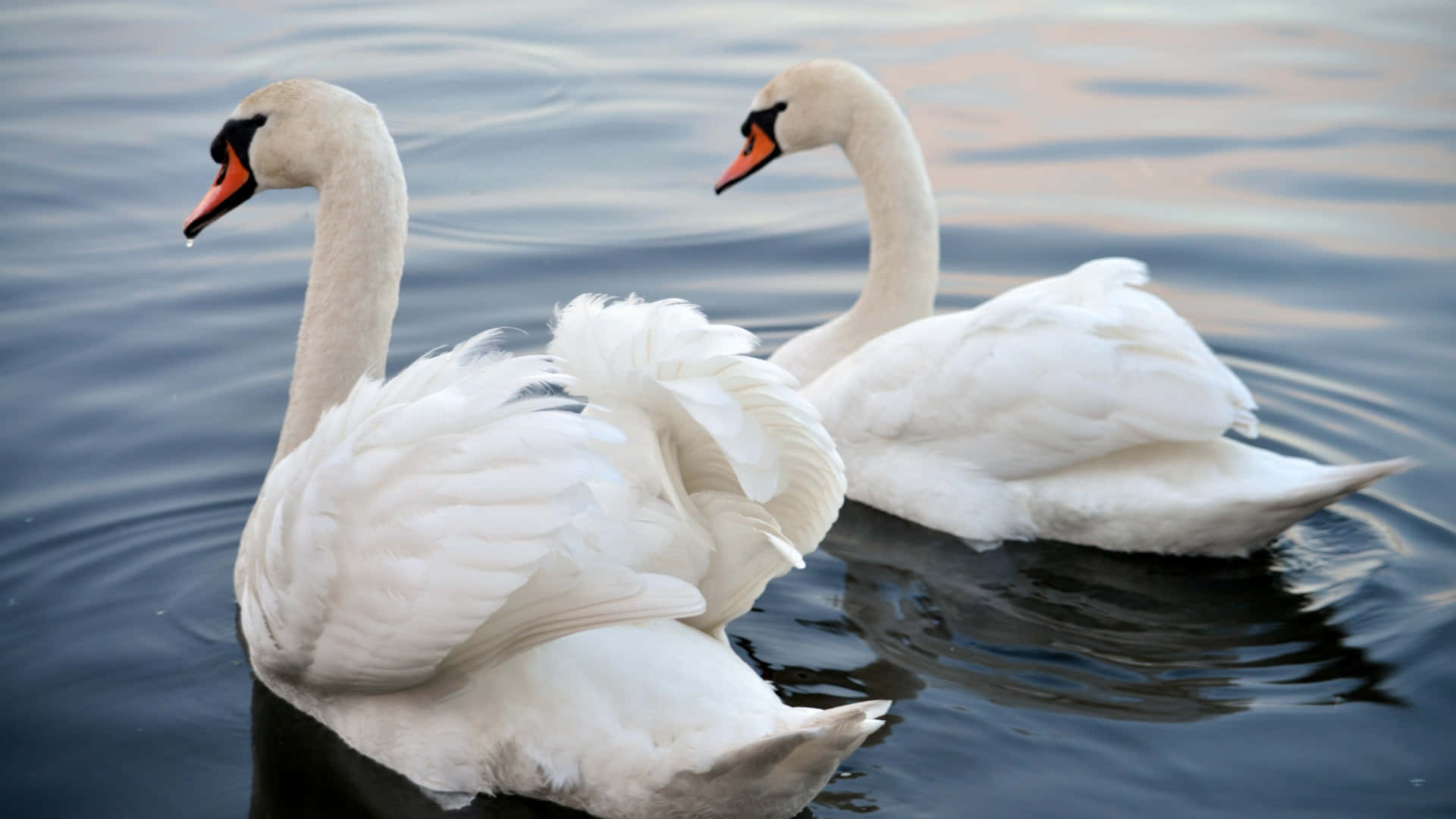 Swan Lake, white swans, calm water, Full HD Desktop Wallpaper