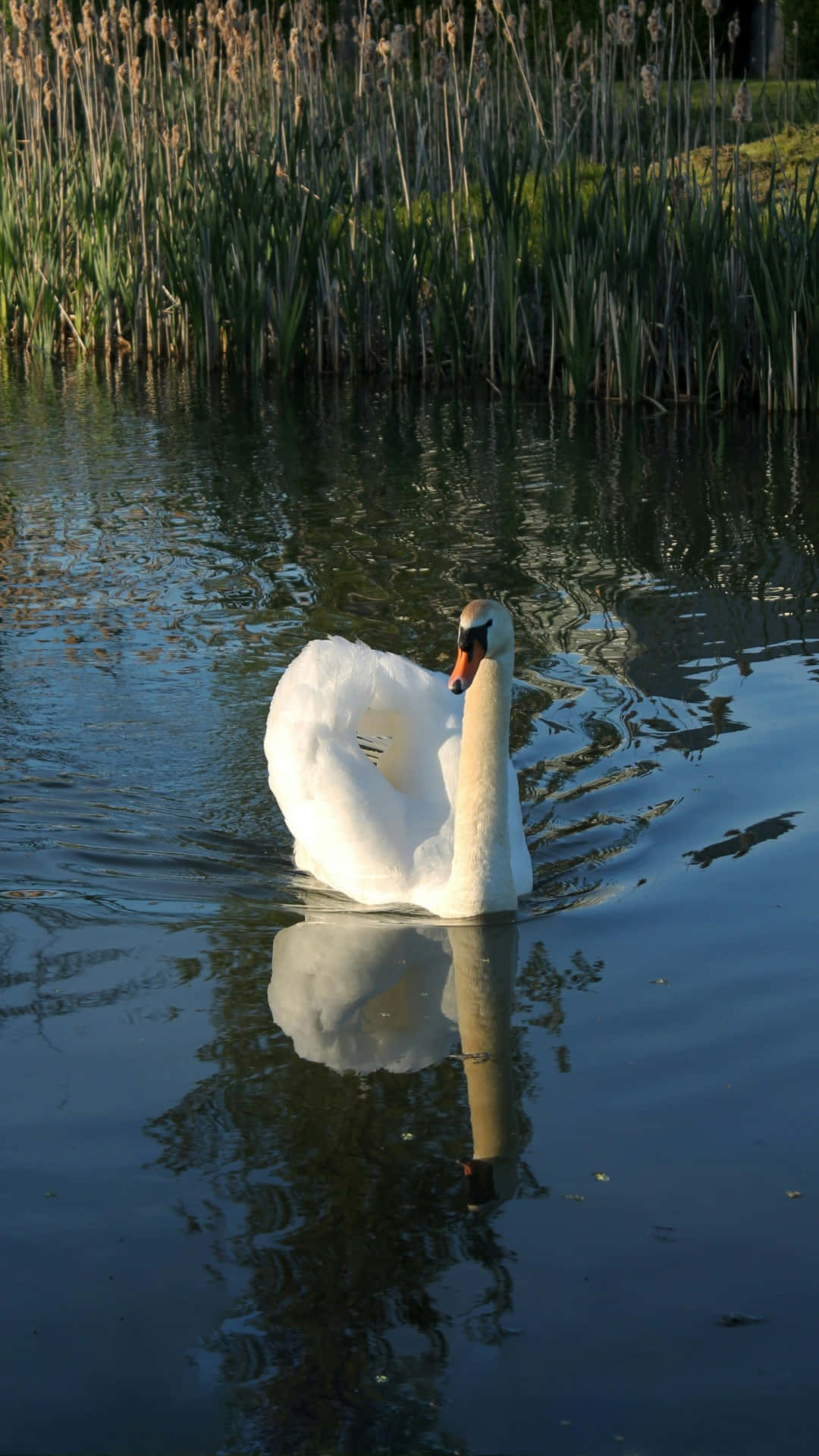Swan Lake, white swan, calm water, Full HD Phone Wallpaper