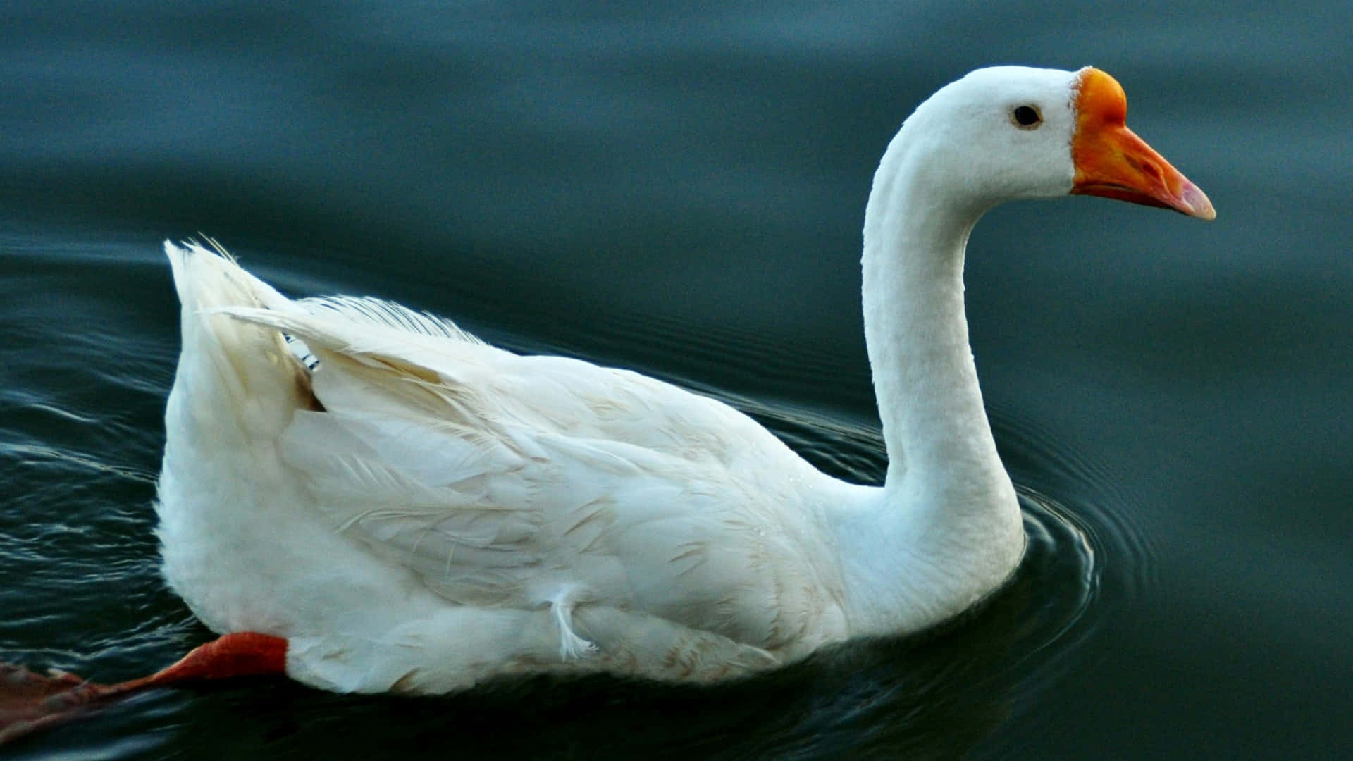 white swan, dark water, calm dark water, Full HD Desktop Wallpaper