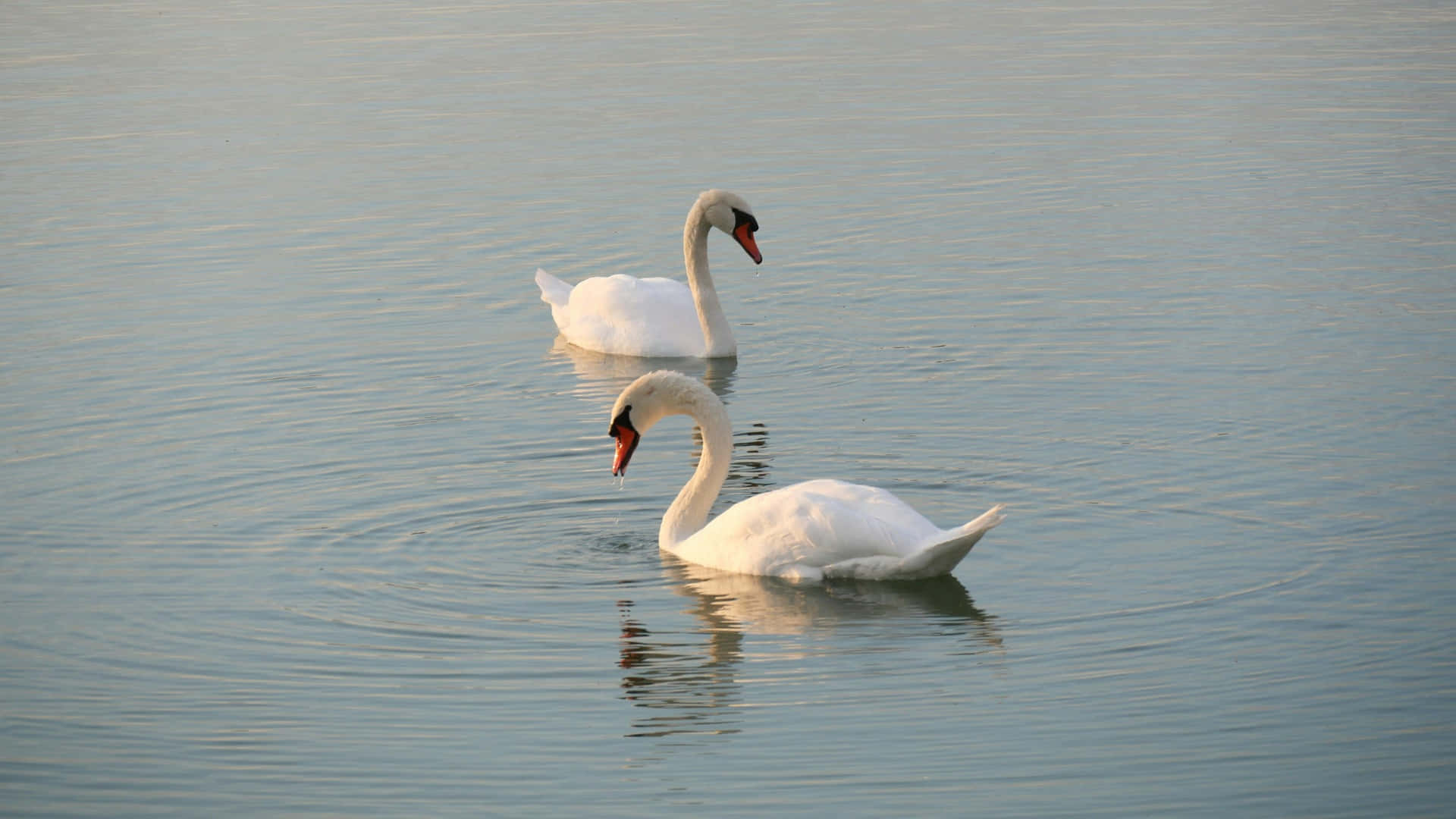Swan Lake, ballet, white swans, Full HD Desktop Wallpaper