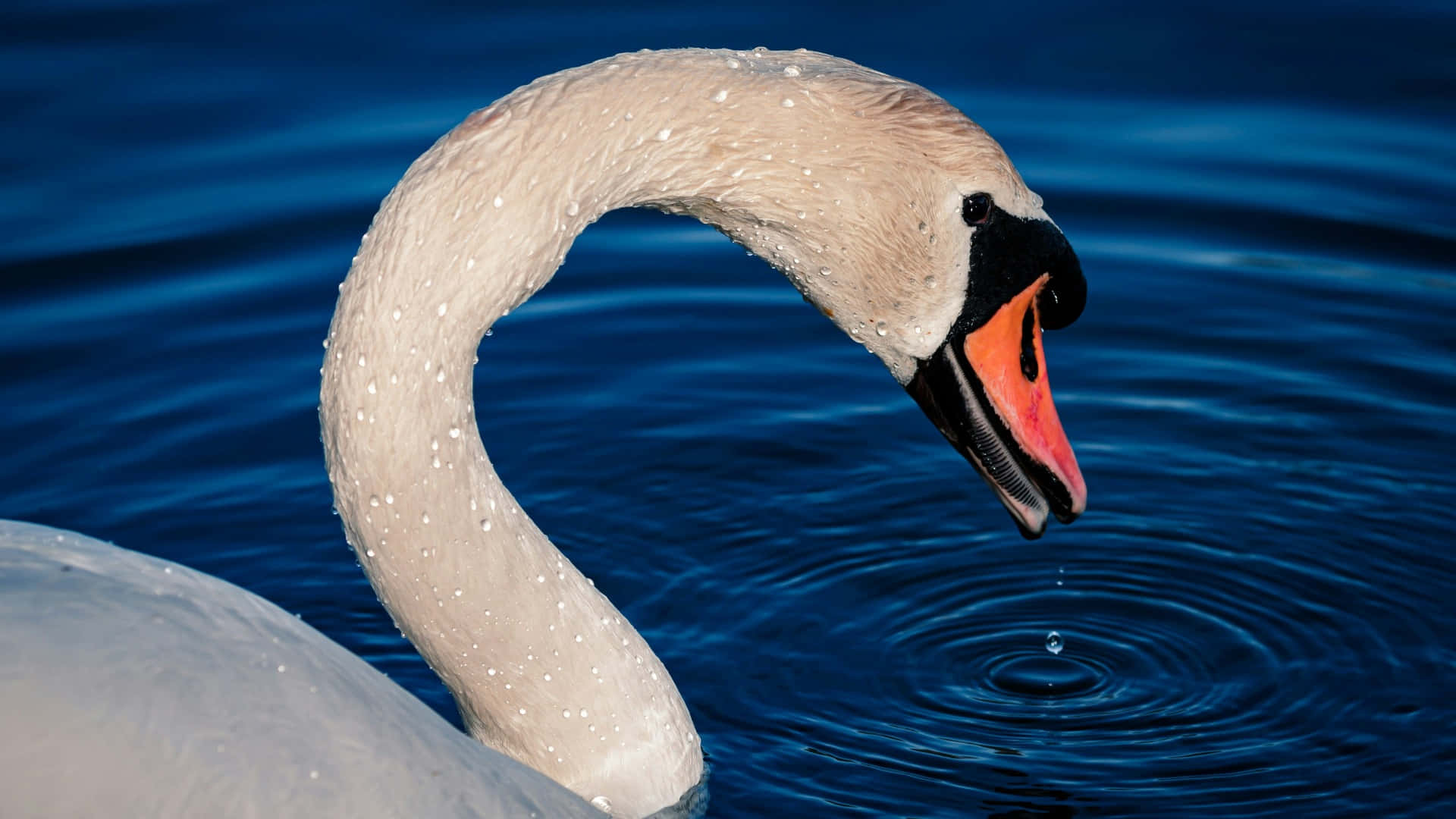 Swan Lake, White Swan, orange beak, Full HD Desktop Wallpaper