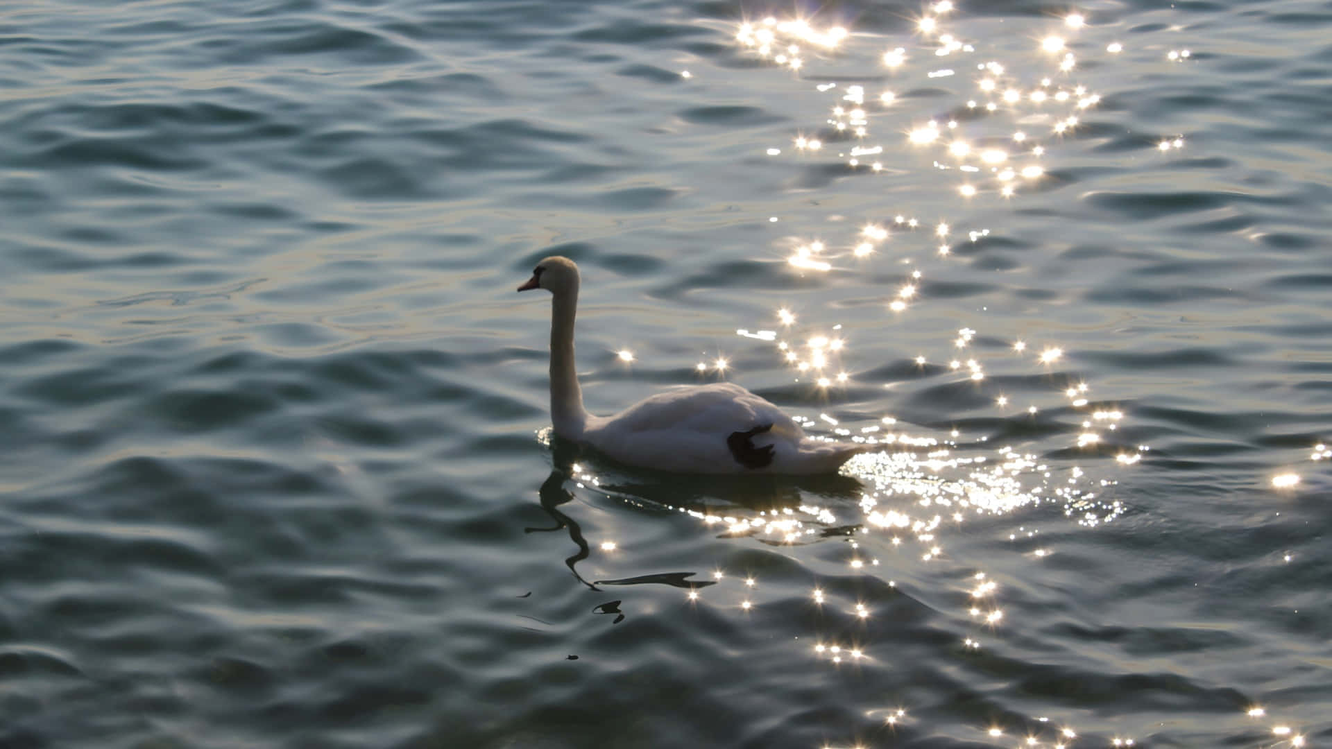 Swan Lake, white swan, rippling water, Full HD Desktop Wallpaper