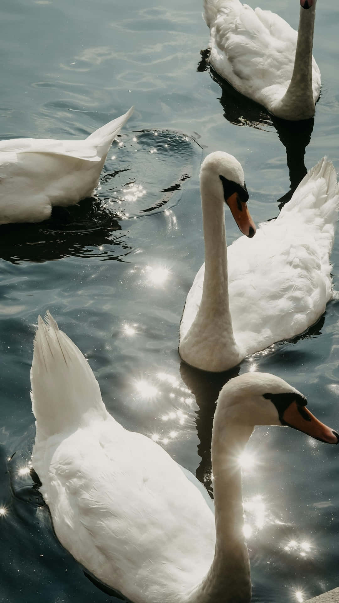Swan Lake, white swans, rippling water, Full HD Phone Wallpaper