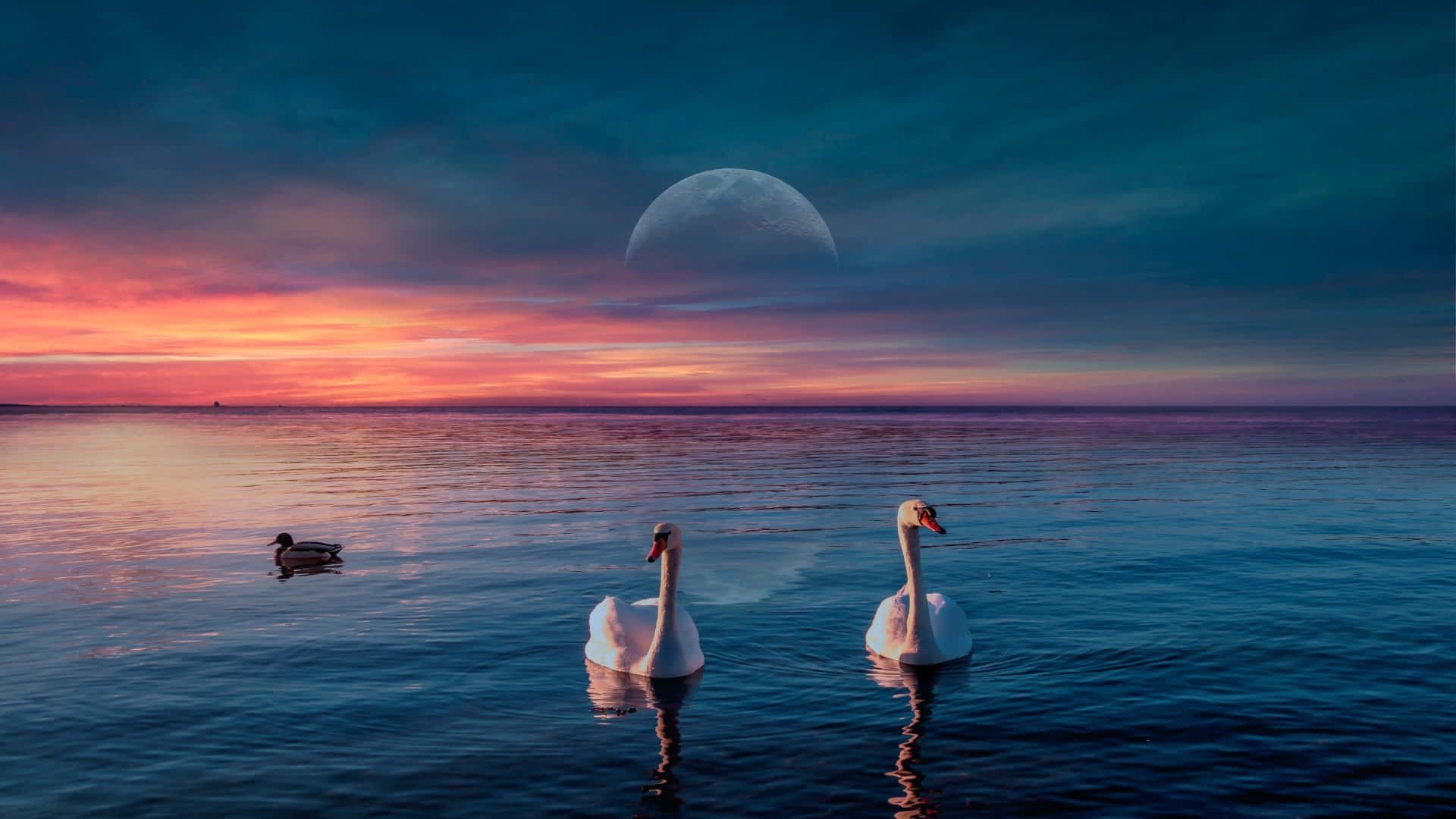 Swan Lake, sunset, twilight sky, Full HD Desktop Wallpaper
