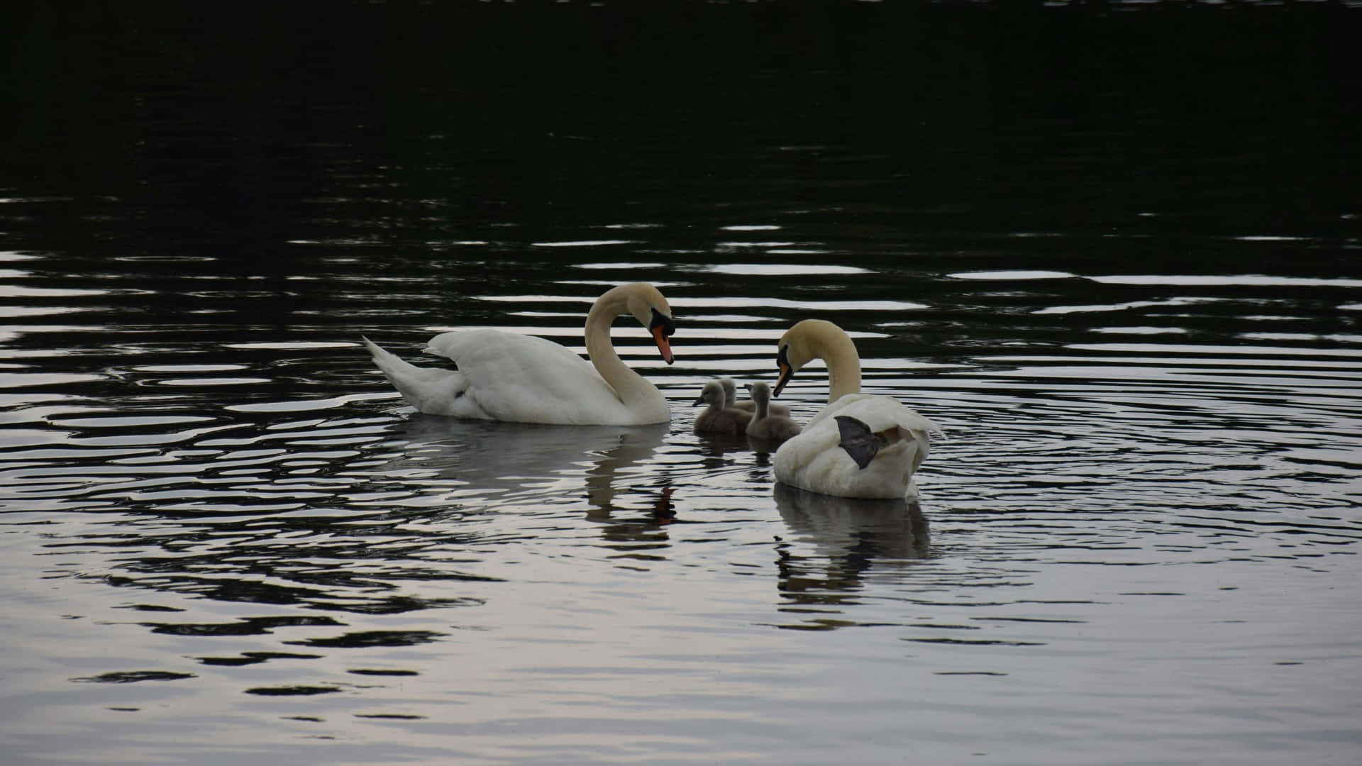 Swan Lake, swans, cygnets, Full HD Desktop Wallpaper