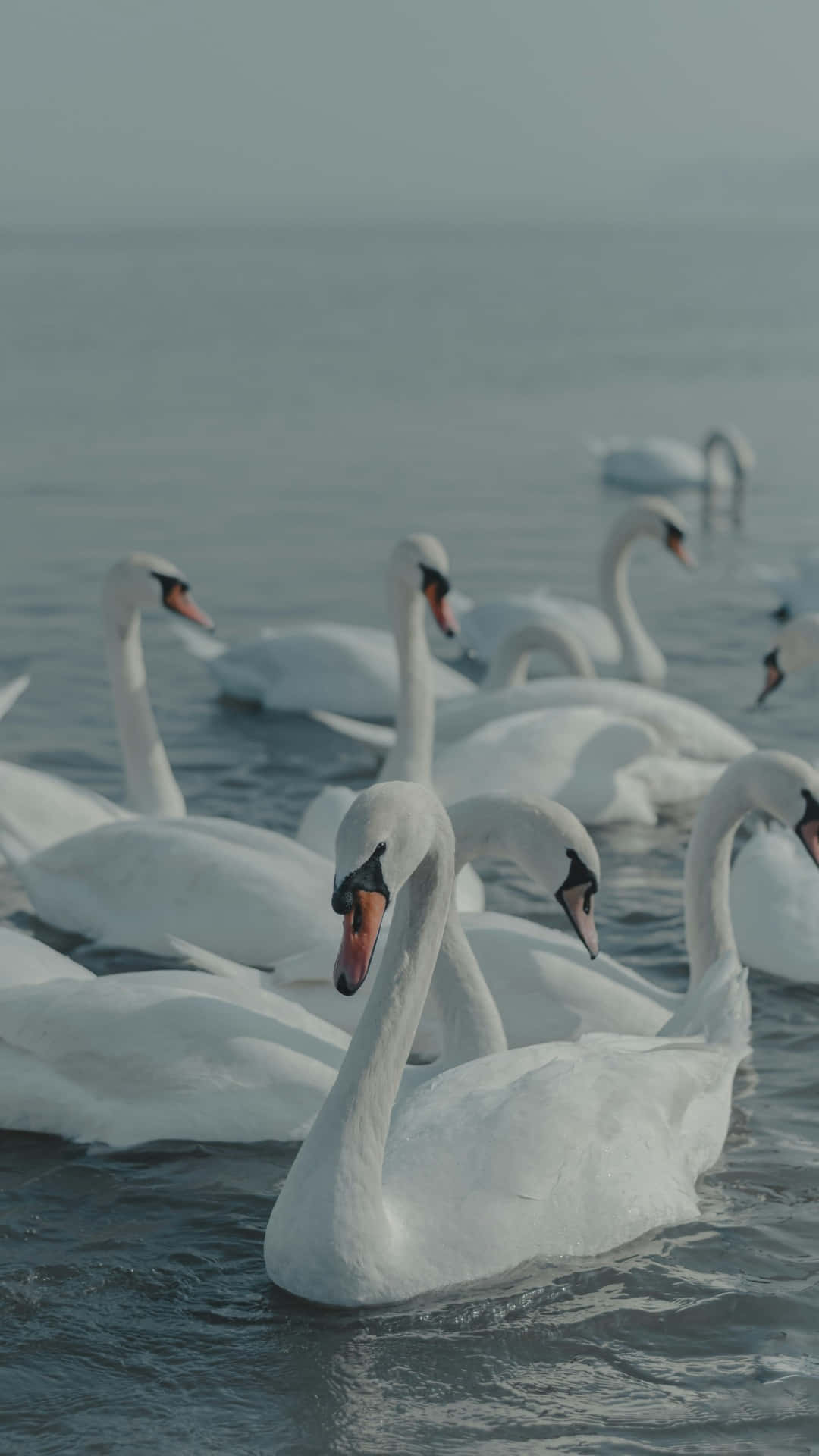 Swan Lake, white swans, calm gray water, Full HD Phone Wallpaper
