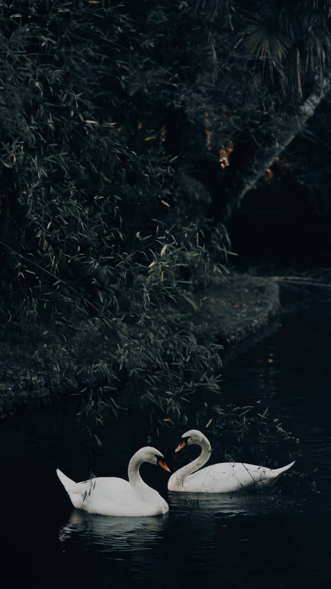 Swan Lake, white swans, dark water, Full HD Phone Wallpaper