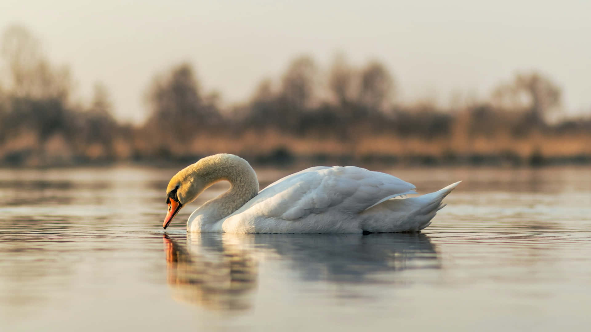 Swan Lake, white swan, orange beak, Full HD Desktop Wallpaper