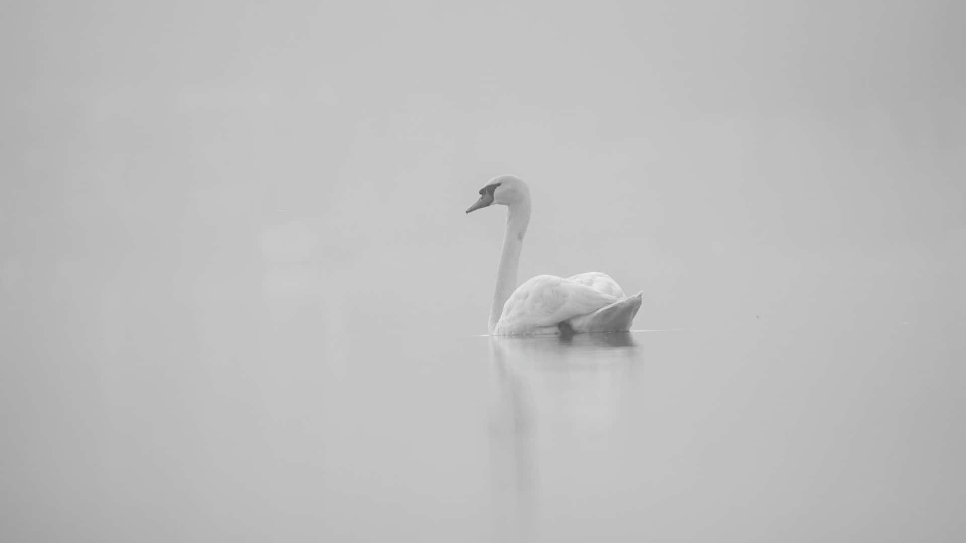 Swan Lake, white swan, misty gray water, Full HD Desktop Wallpaper