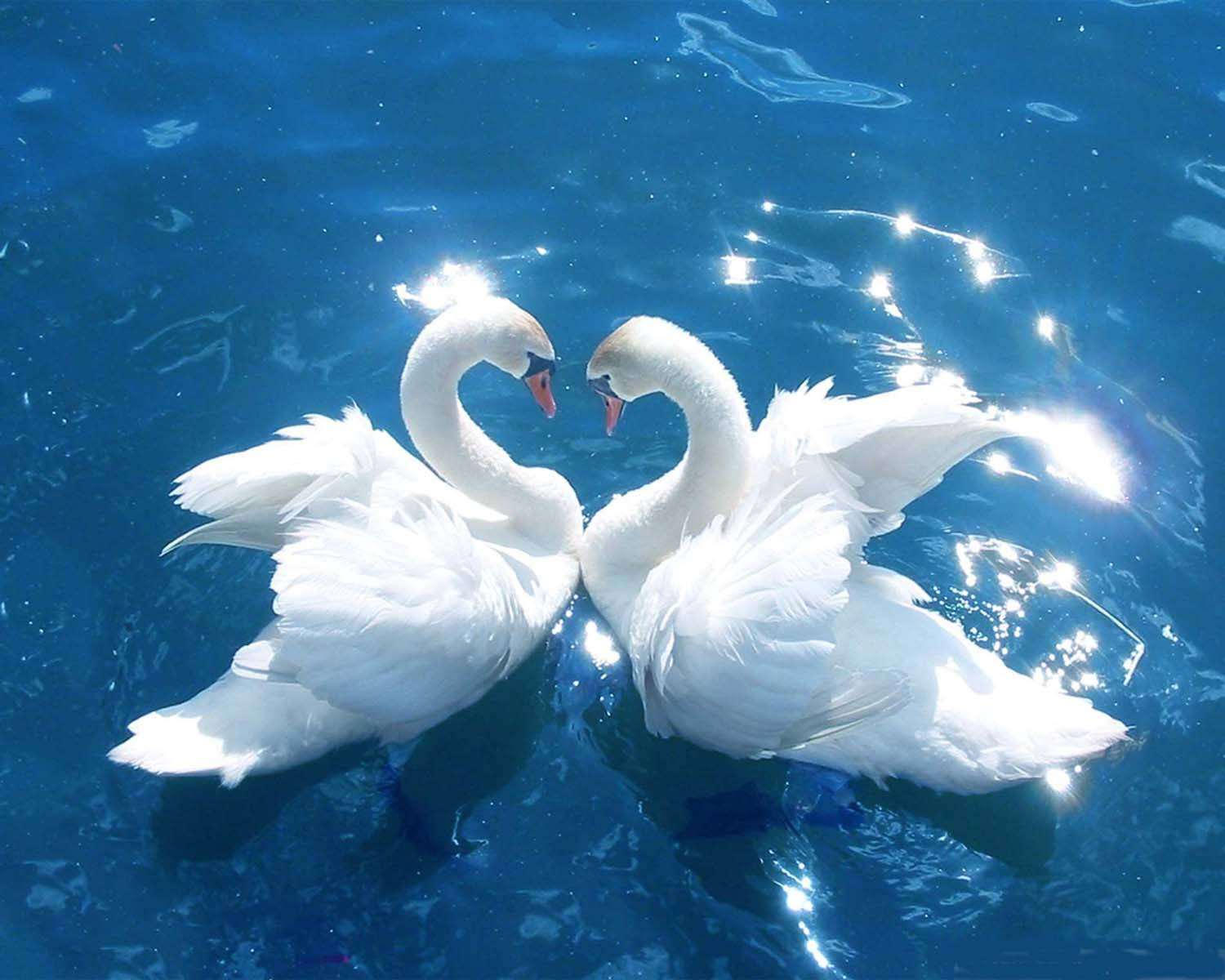 Swan Lake, white swans, heart shape, HD Desktop Wallpaper
