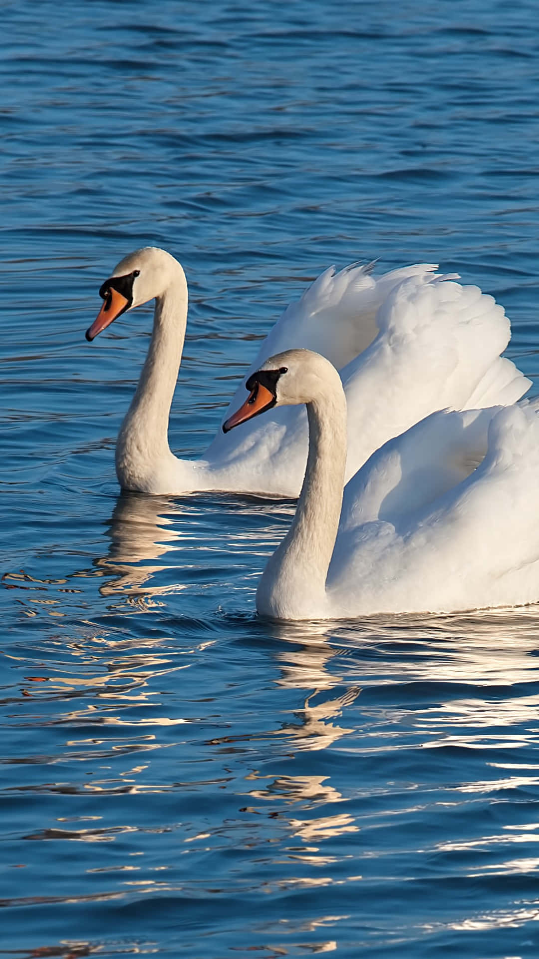 Swan Lake, white swans, rippling blue water, Full HD Phone Wallpaper