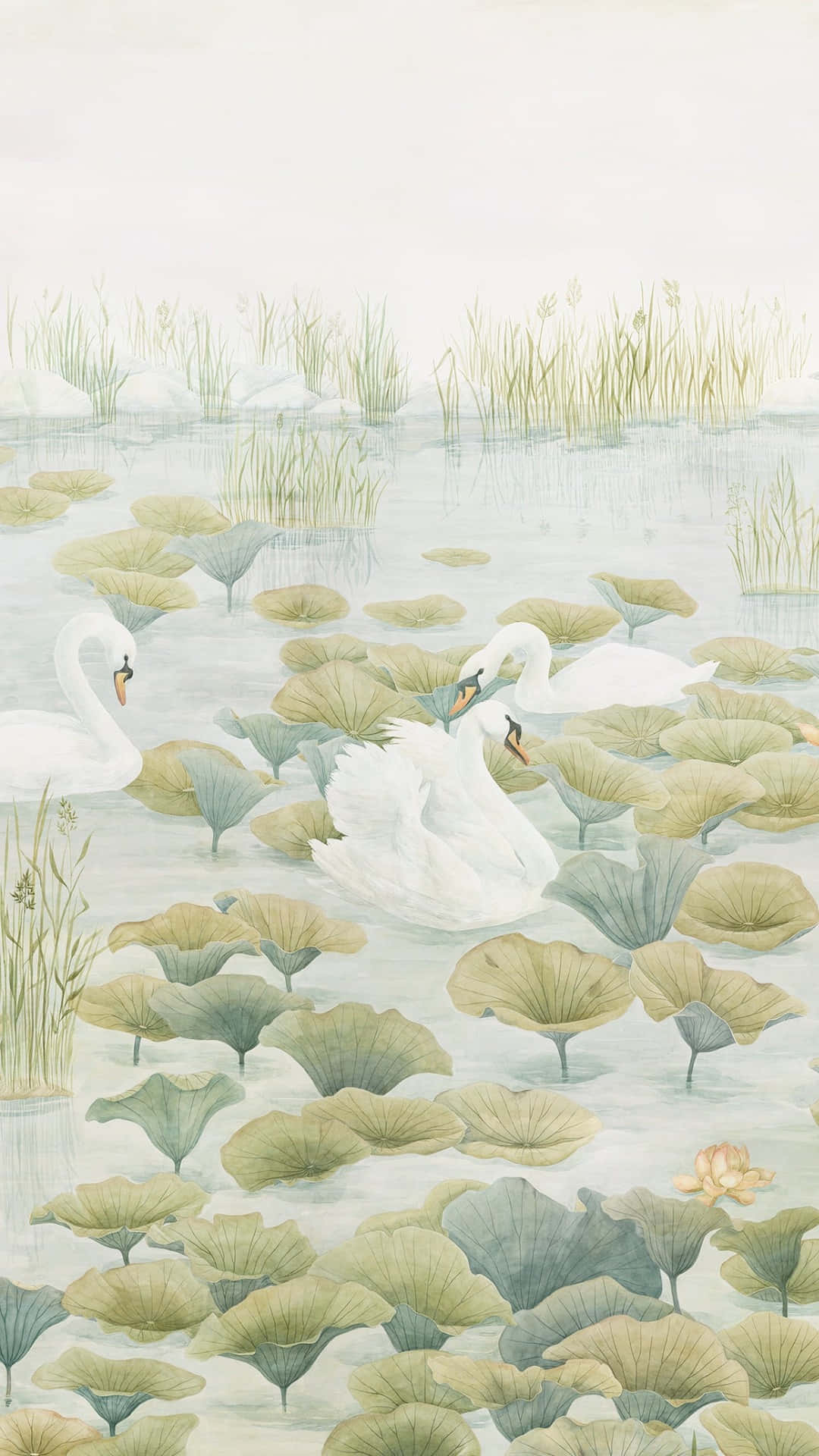 Swan Lake, white swans, serene pond, Full HD Phone Wallpaper