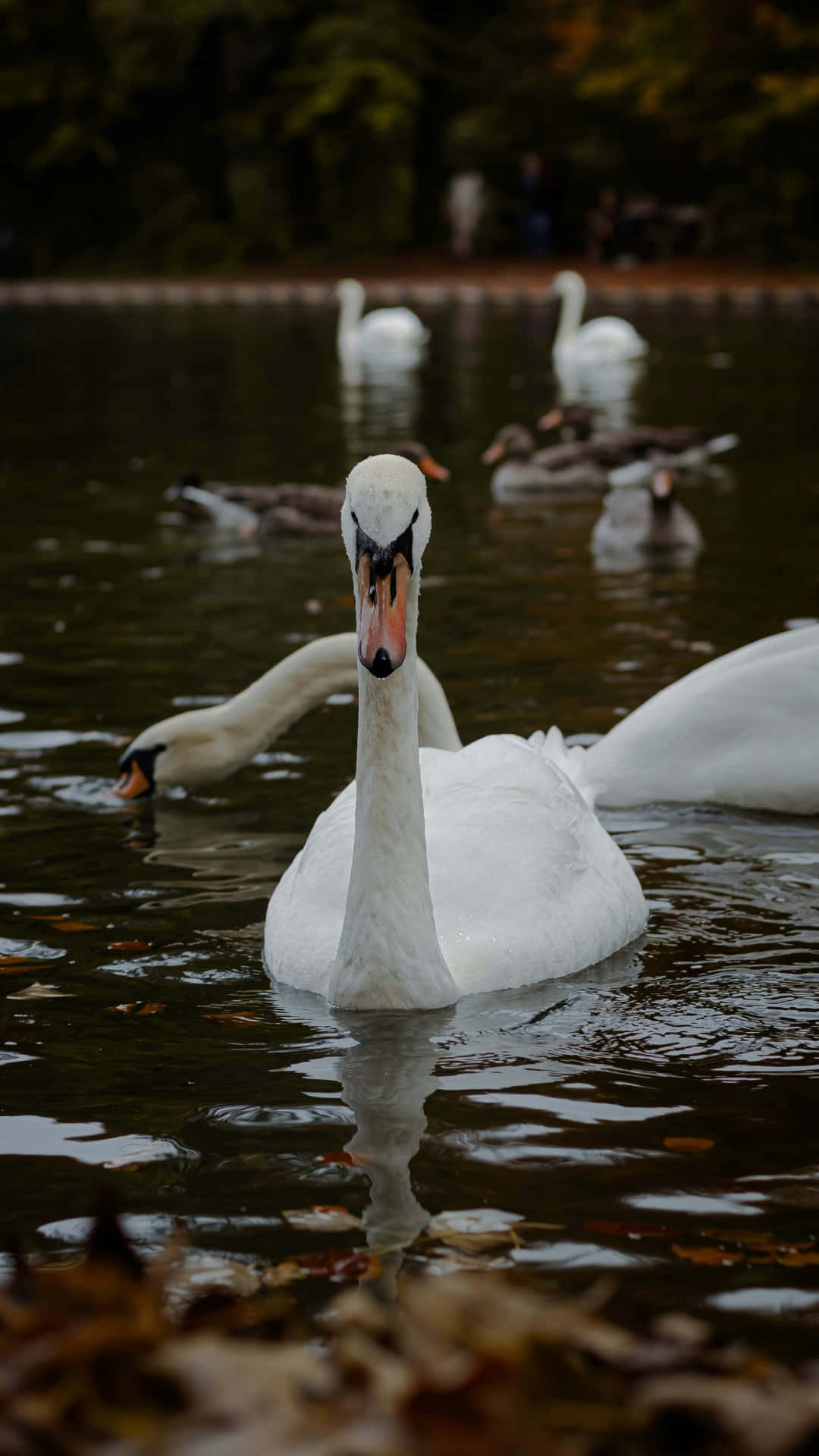 Swan Lake, white swan, calm water, Full HD Phone Wallpaper