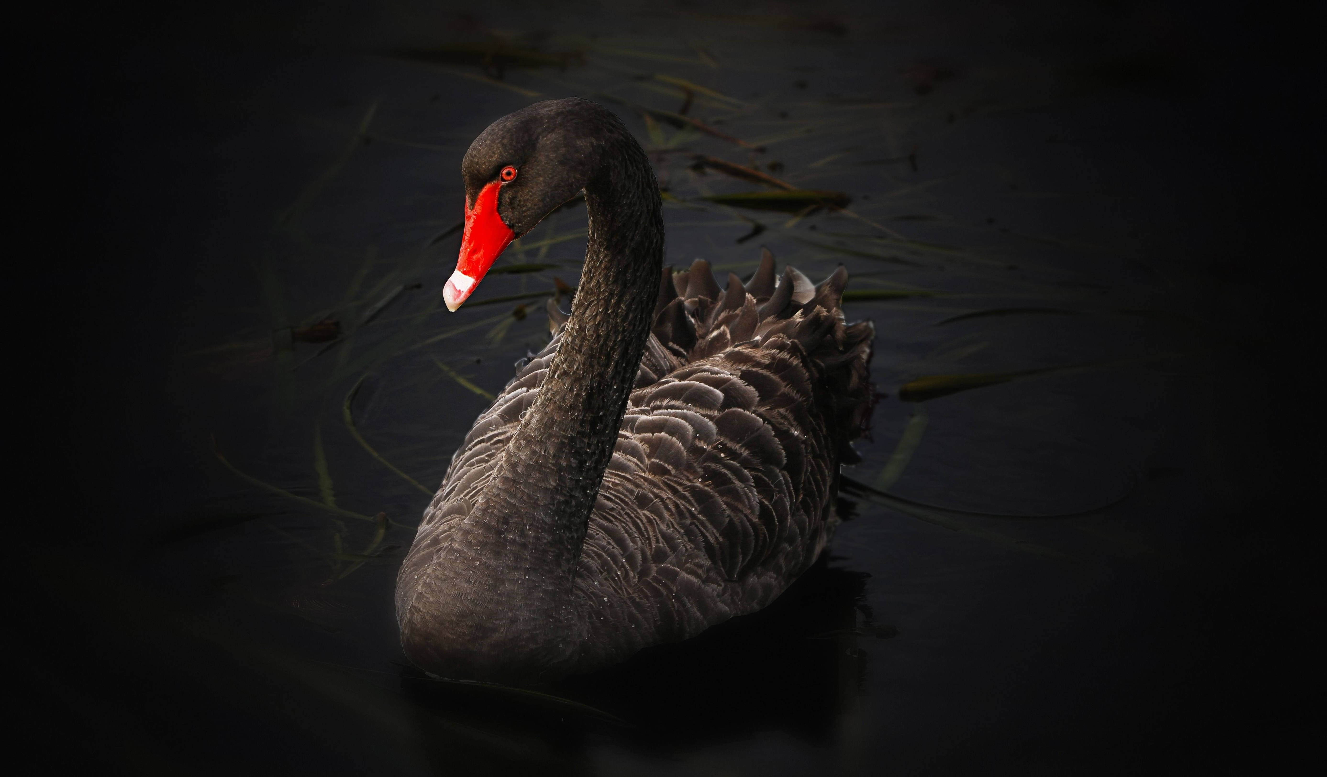Black Swan, 4K Ultra HD, vivid red beak, 5K Desktop Wallpaper