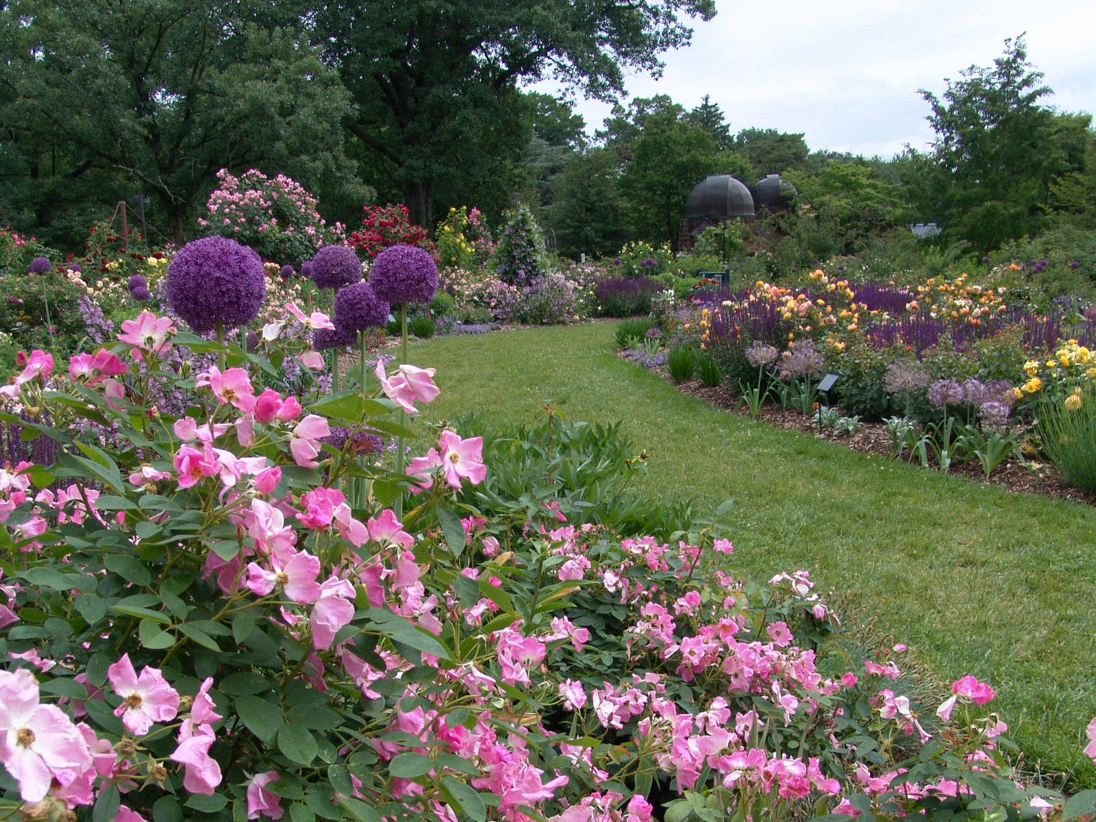 Swarthmore College, flower garden, pink roses, HD Desktop Wallpaper