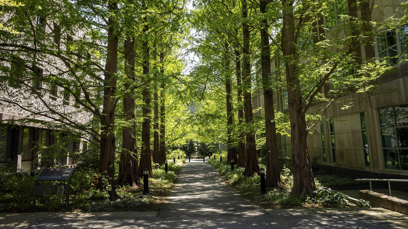 Swarthmore College, modern buildings, vibrant green trees, HD Desktop Wallpaper