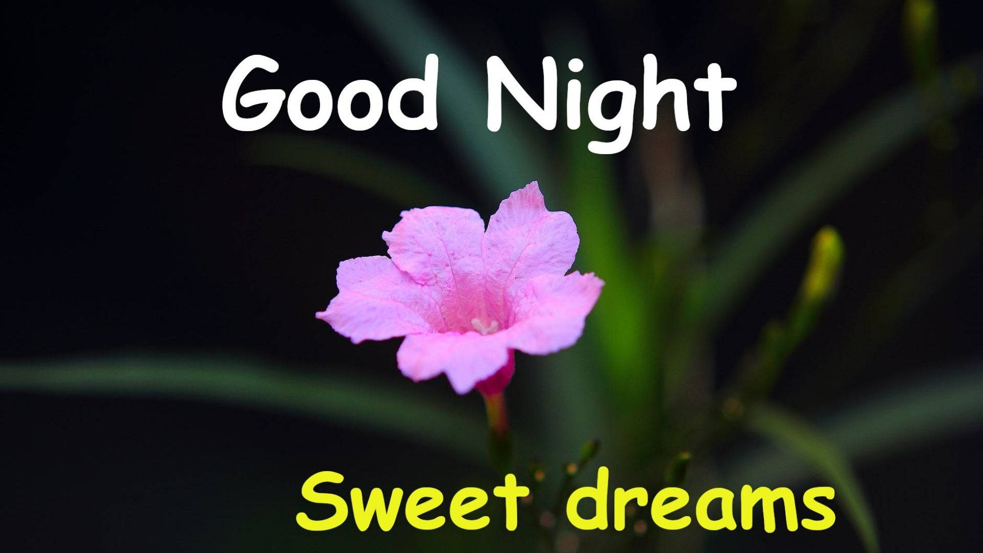Sweet Dreams, flower, soft pink flower, Full HD Desktop Wallpaper