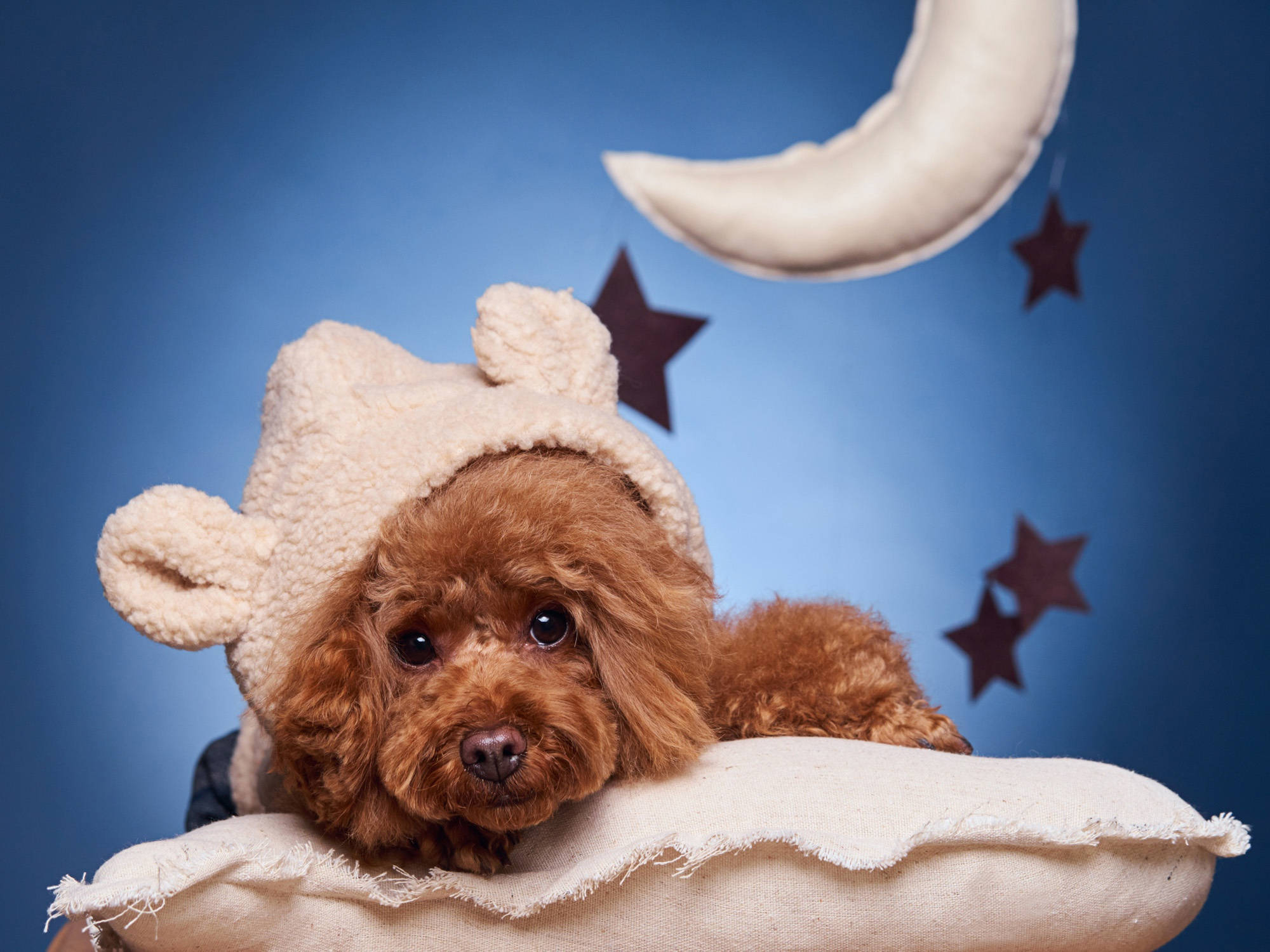 Sweet Dreams, fluffy toy poodle, beige bear hat, Full HD Desktop Wallpaper
