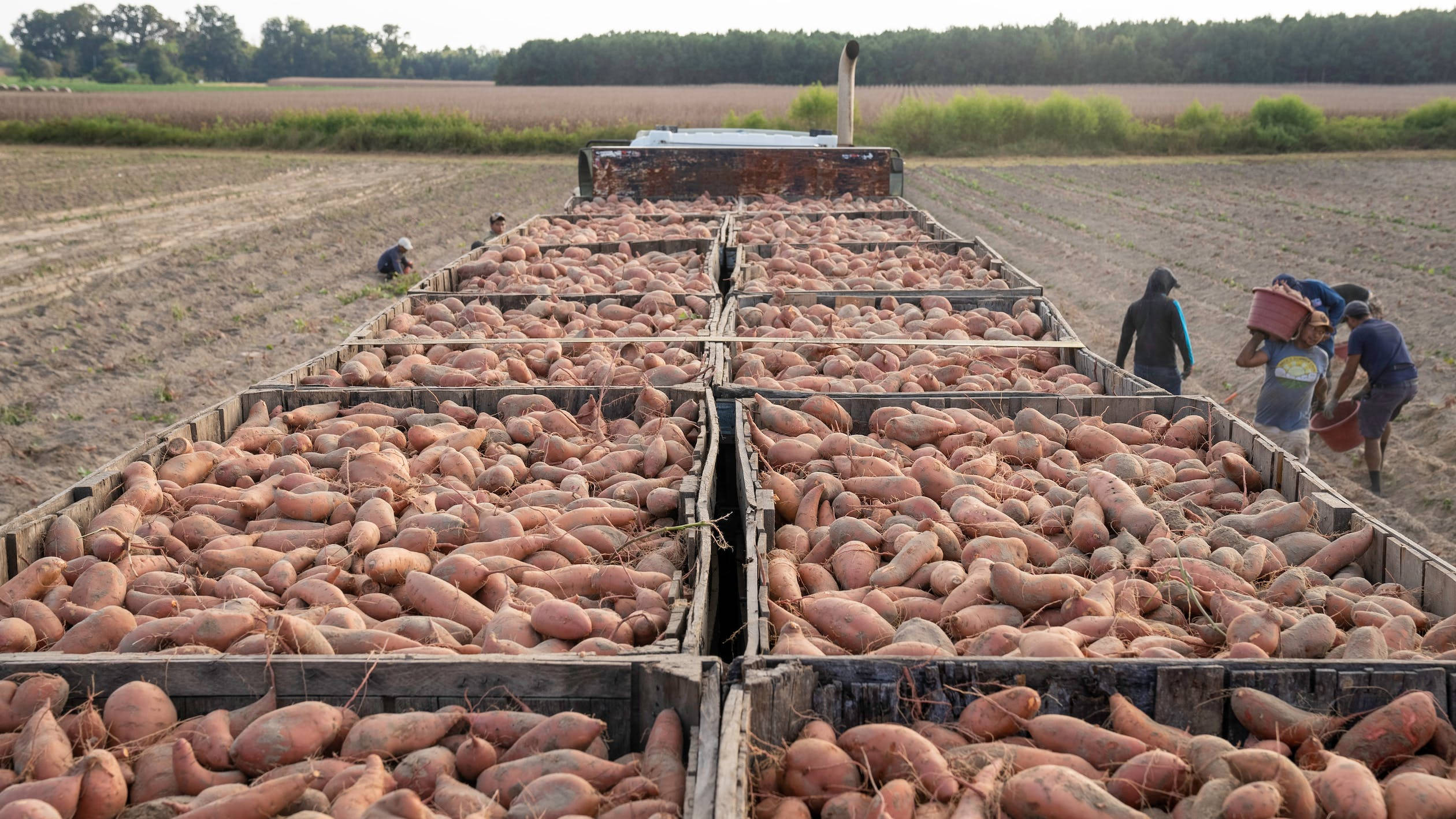 sweet potato harvesting, wooden crates, open field, Full HD Desktop Wallpaper