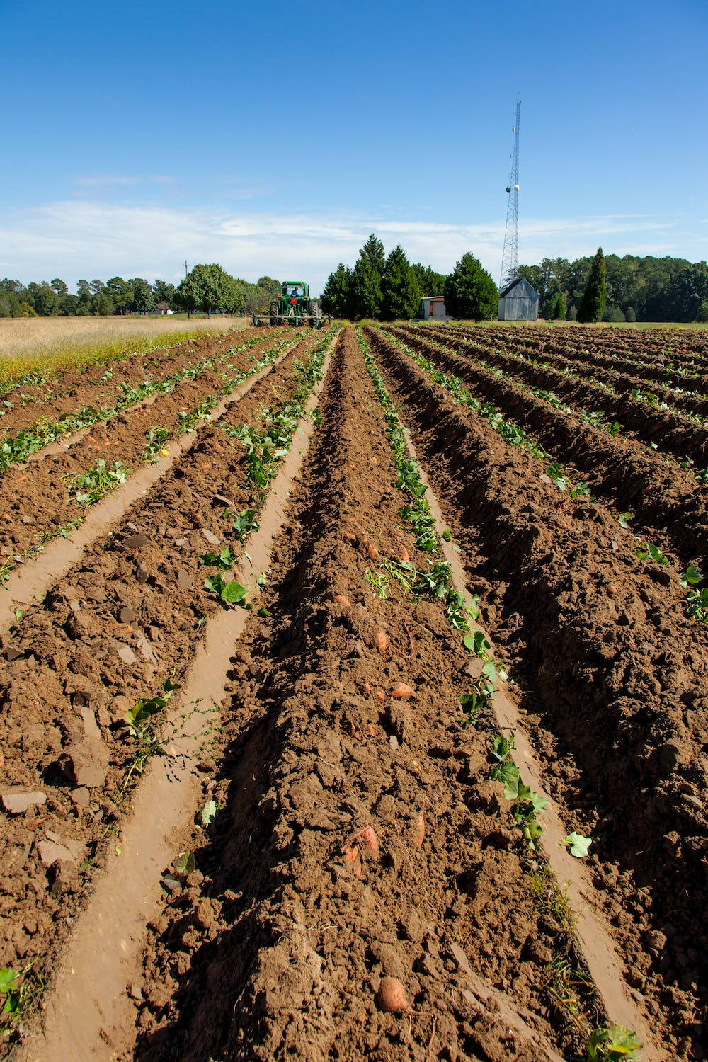 sweet potato plantation, green tractor, rows of tilled earth, HD Phone Wallpaper