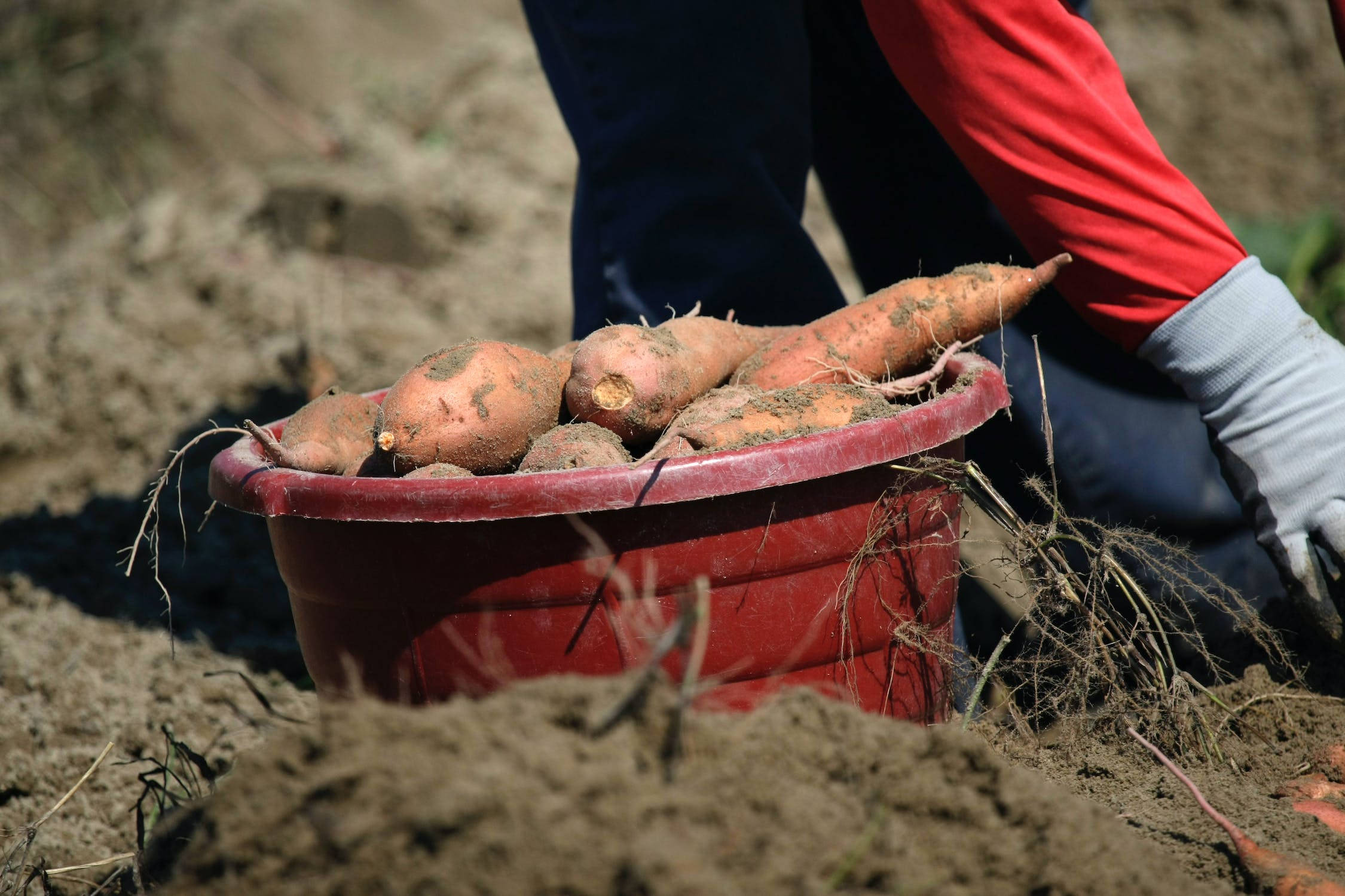 sweet potato, red bucket, muddy soil, Full HD Desktop Wallpaper