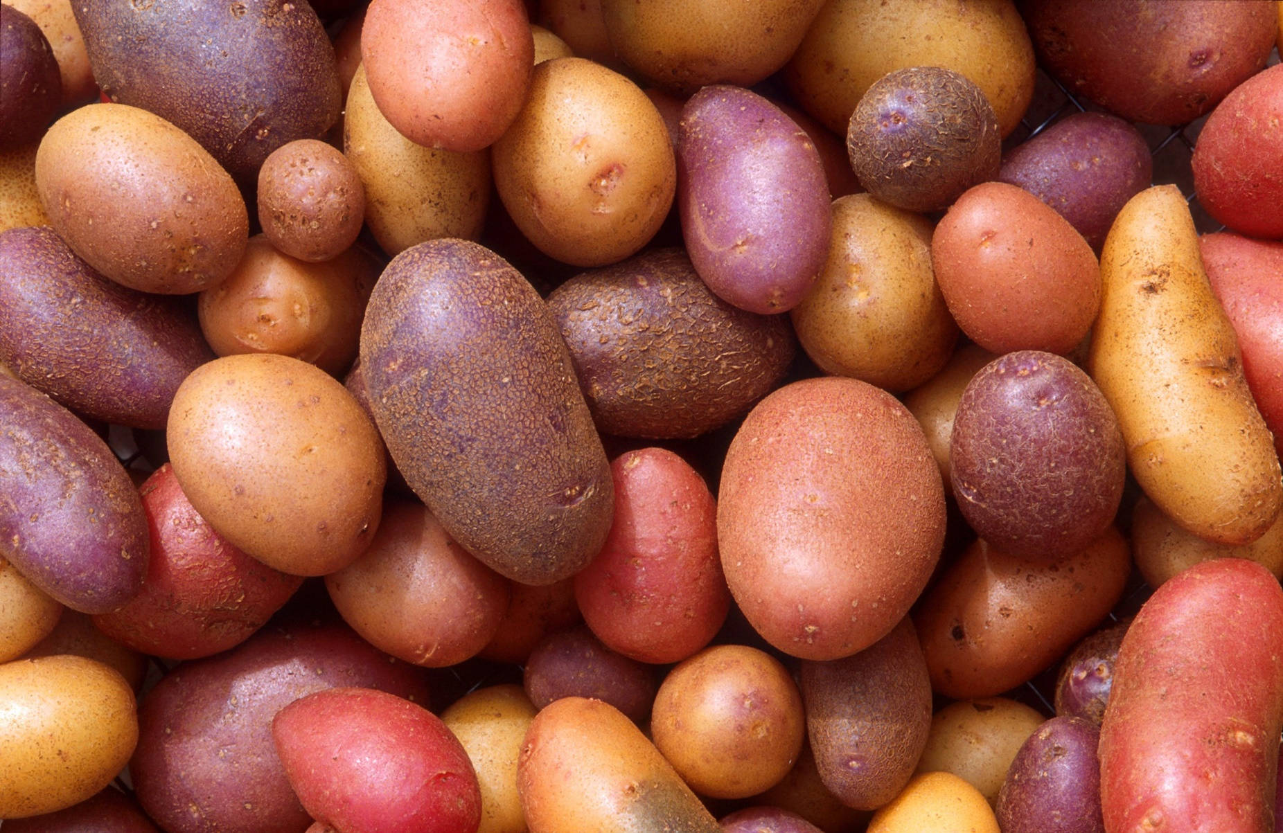 potato, heirloom vegetable variety, red, HD Desktop Wallpaper