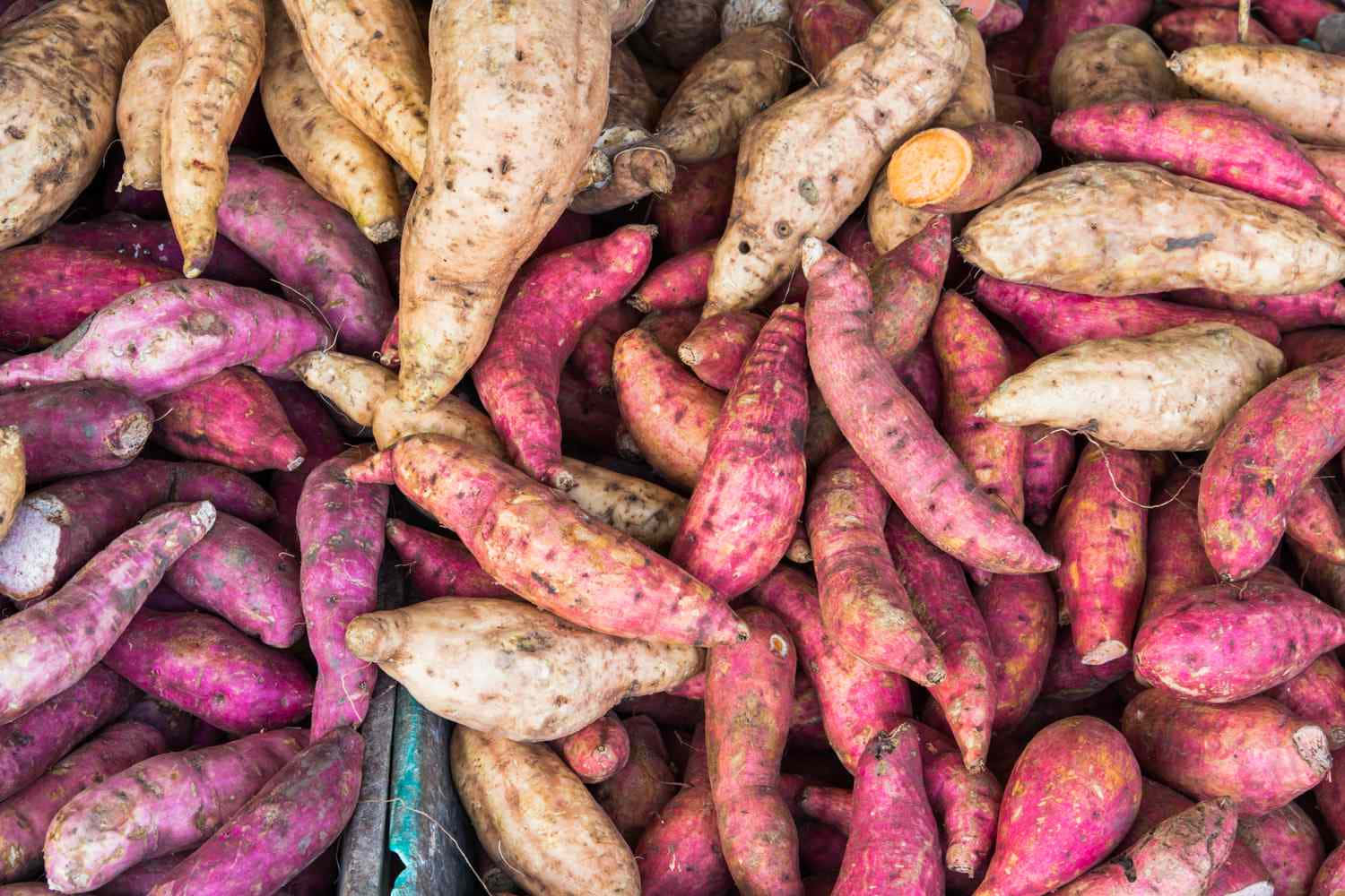 yellow sweet potato, purple sweet potato, beige sweet potato, HD Desktop Wallpaper
