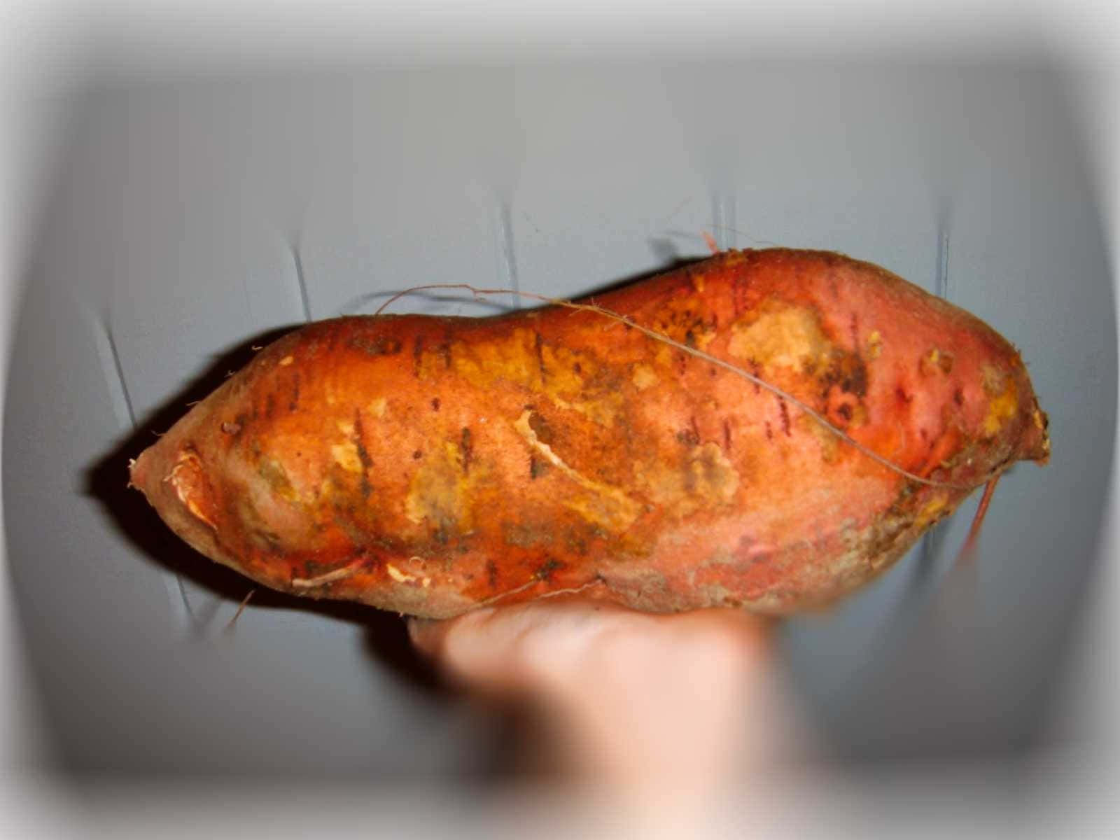 yellow sweet potato, rough-skinned sweet potato, earthy orange and brown tones, HD Desktop Wallpaper