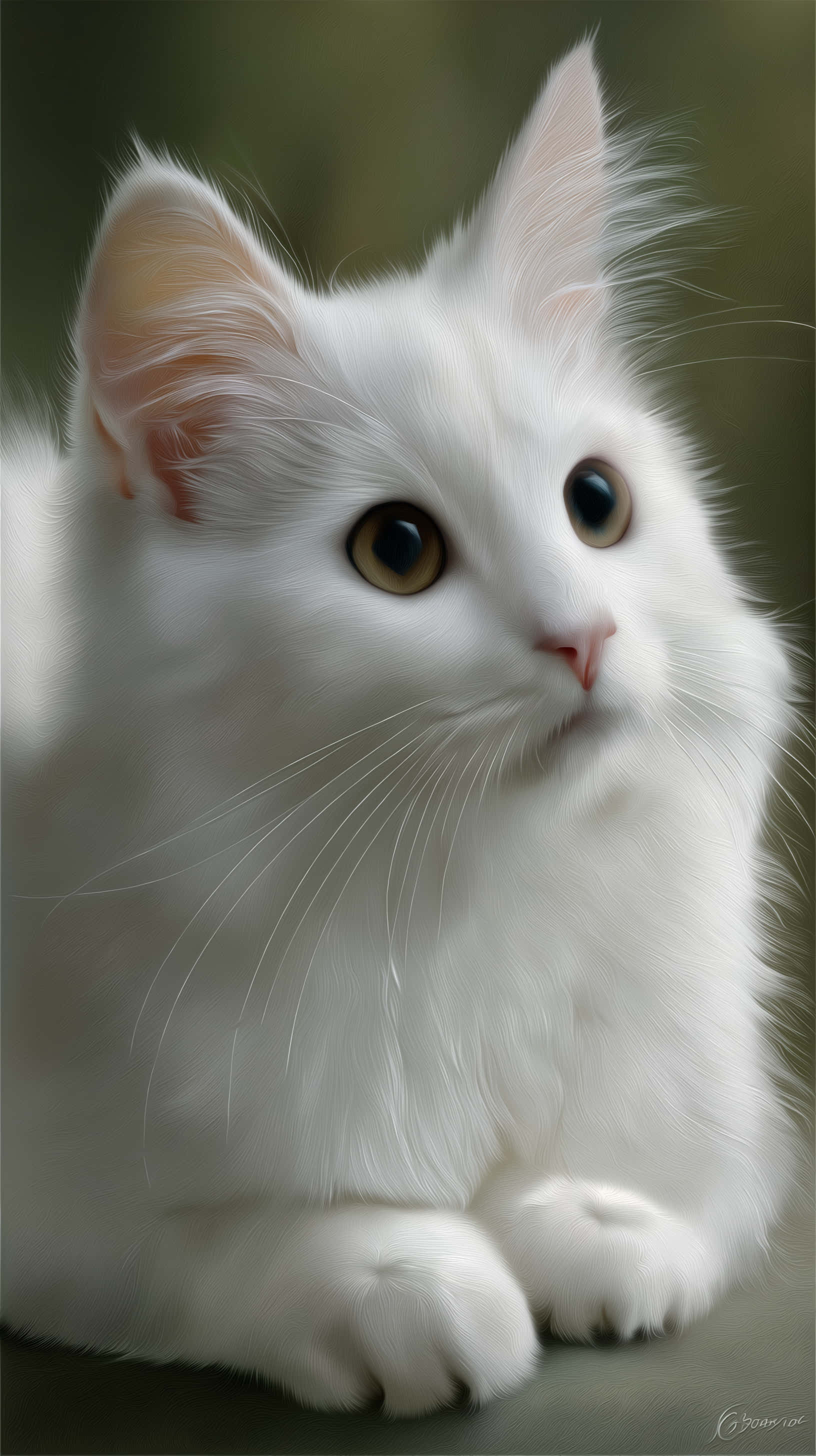 white cat, gold eyes, amber eyes, 2K Phone Wallpaper