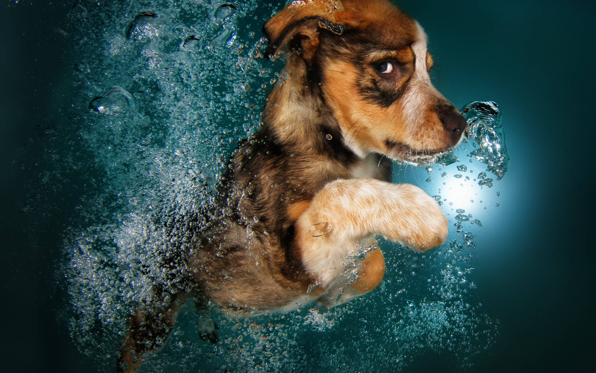 Swimming Dog, brown and white puppy, bubbles, Full HD Desktop Wallpaper
