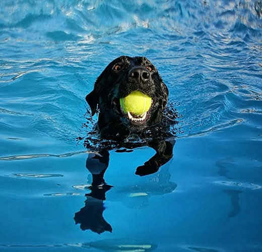 black Labrador retriever, bright blue pool, yellow tennis ball, SD Desktop Wallpaper