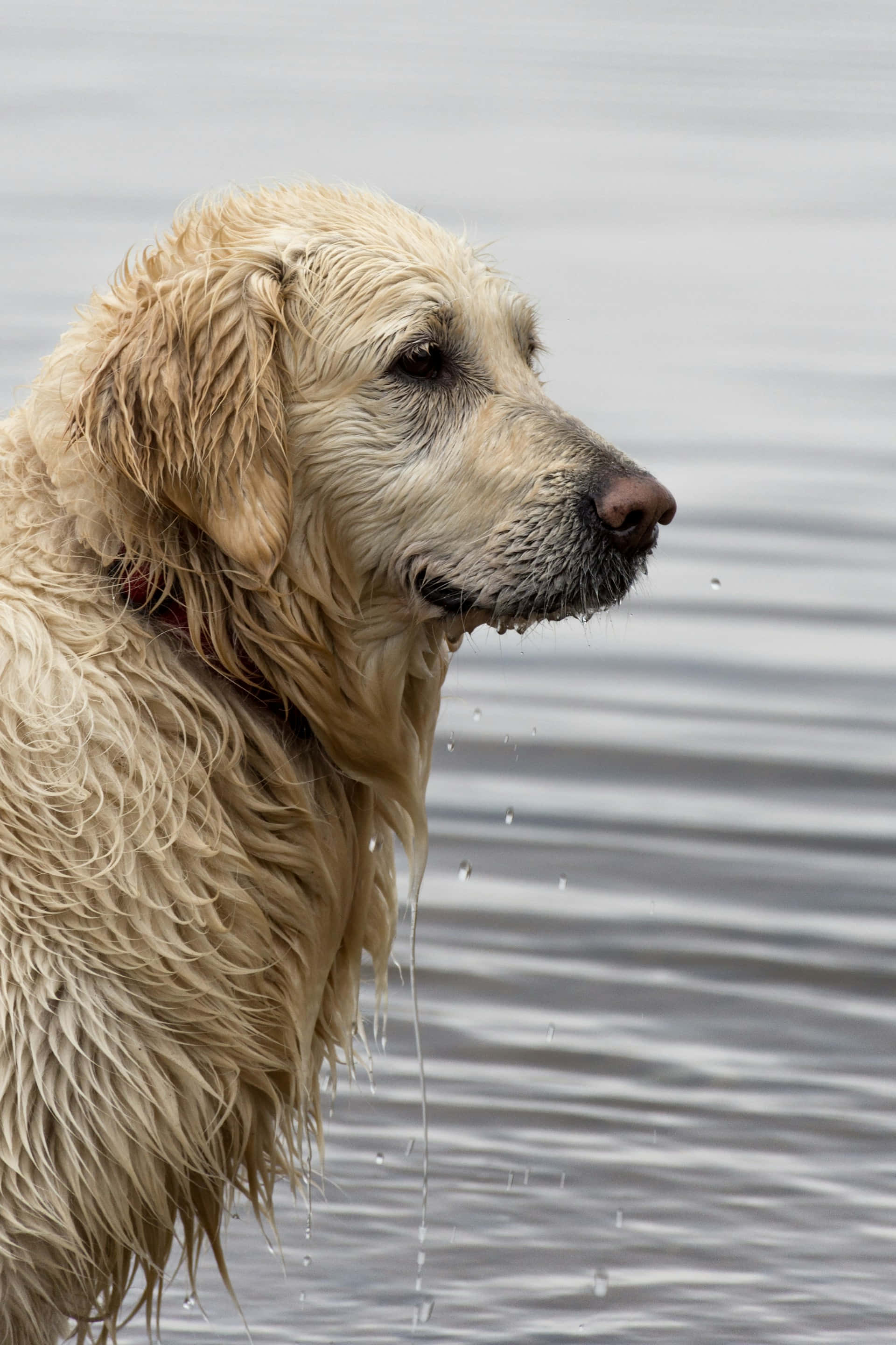 wet golden retriever, calm water, droplets falling from its fur, 2K Phone Wallpaper