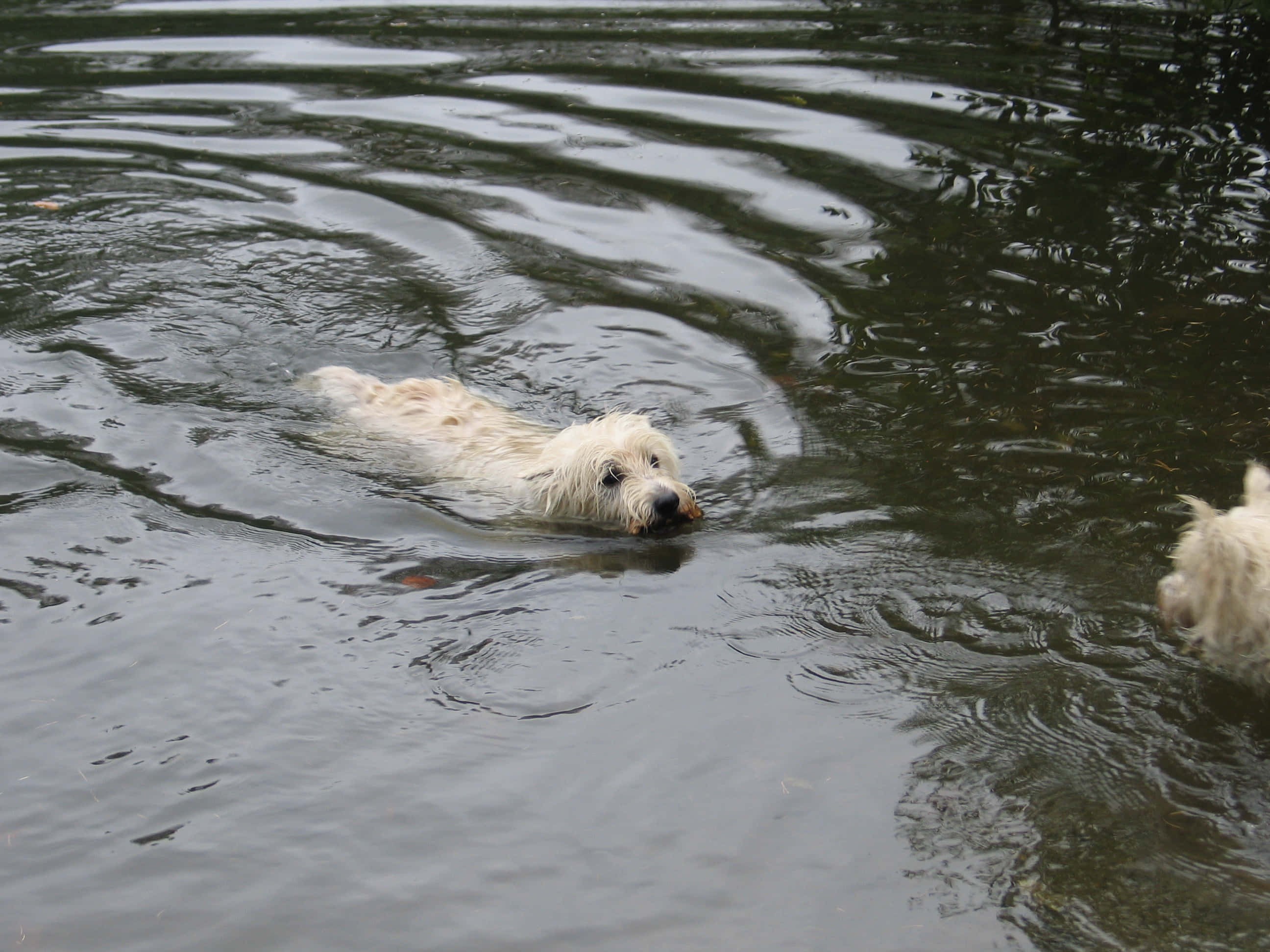 joyful dog, serene blue waters, fluffy white dog, 2K Desktop Wallpaper