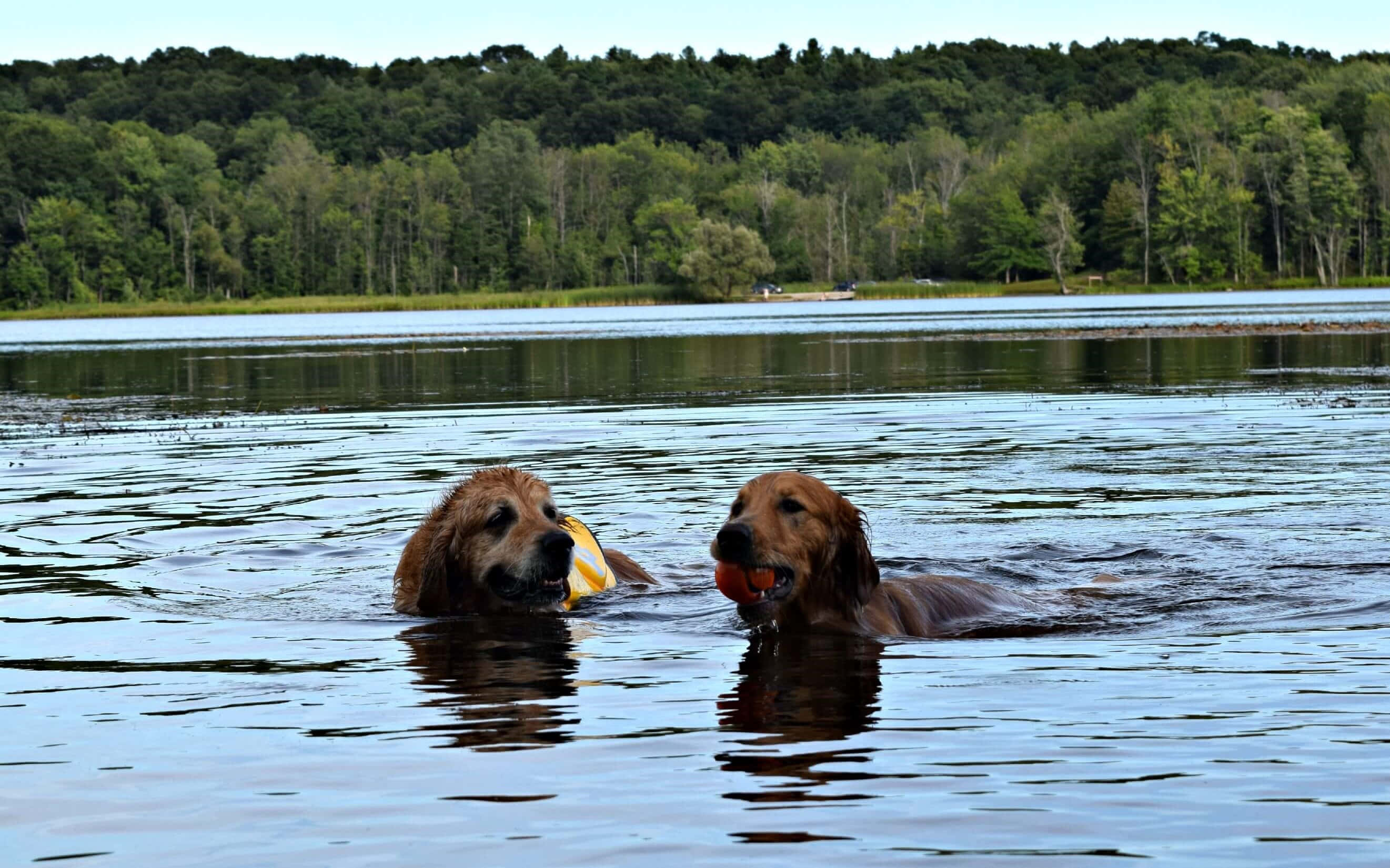 golden retrievers, calm lake, colorful balls, 2K Desktop Wallpaper