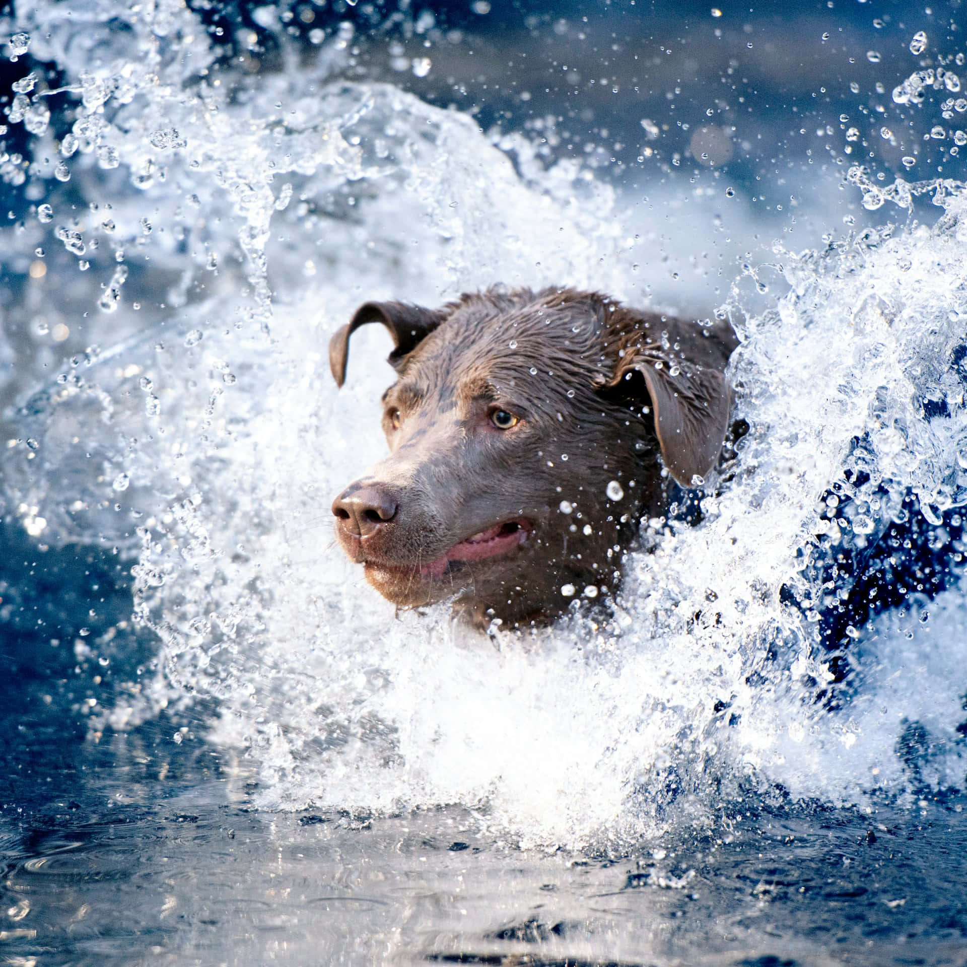 chocolate labrador, deep blue water, dramatic splash, Full HD Desktop Wallpaper