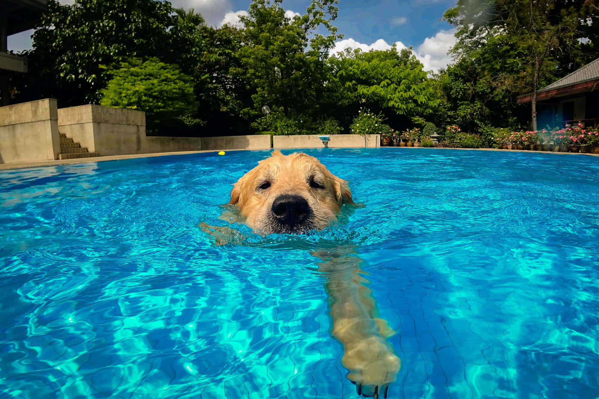 golden retriever, bright blue outdoor pool, lush green trees, Full HD Desktop Wallpaper