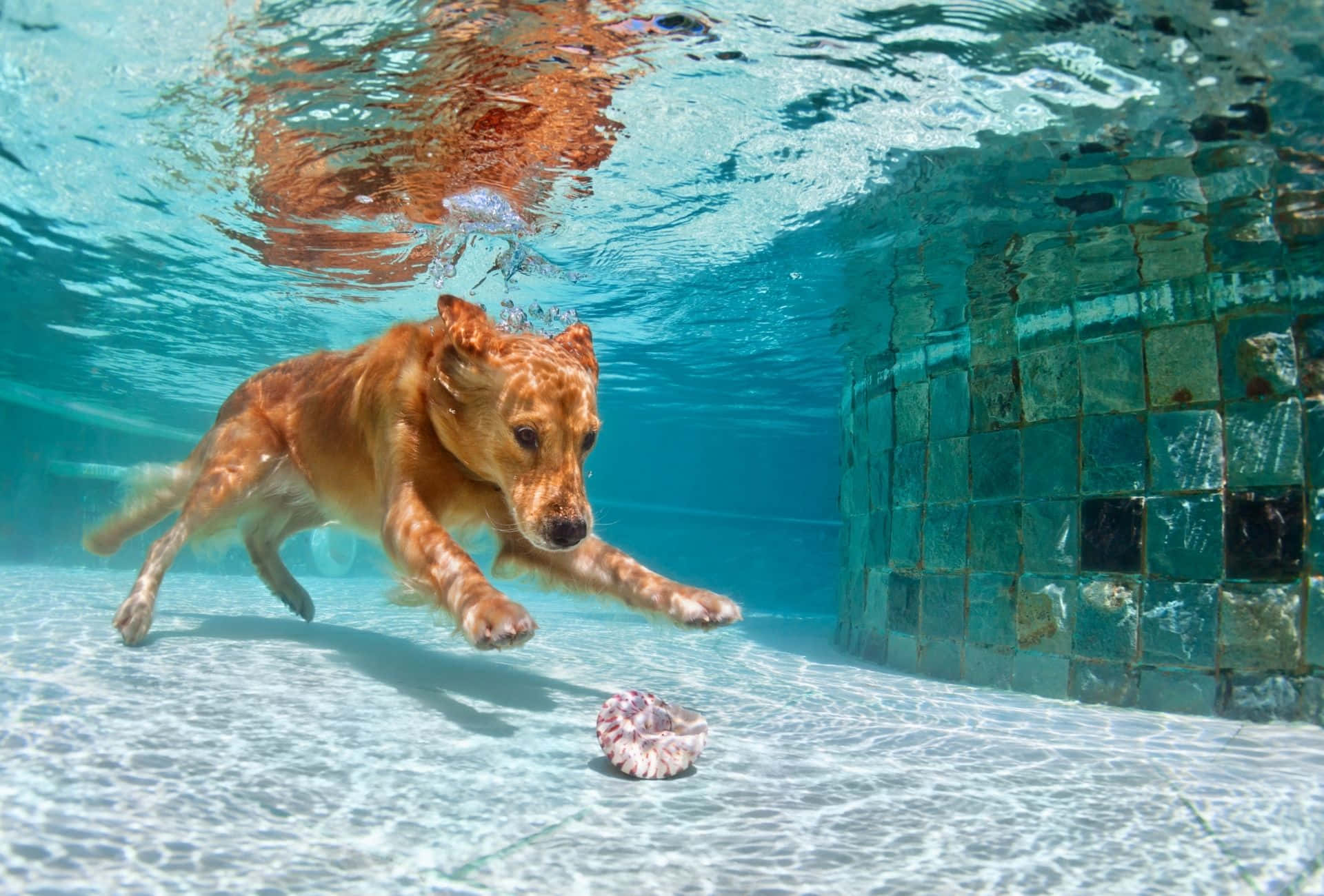 golden retriever, tiled pool, pink toy, Full HD Desktop Wallpaper