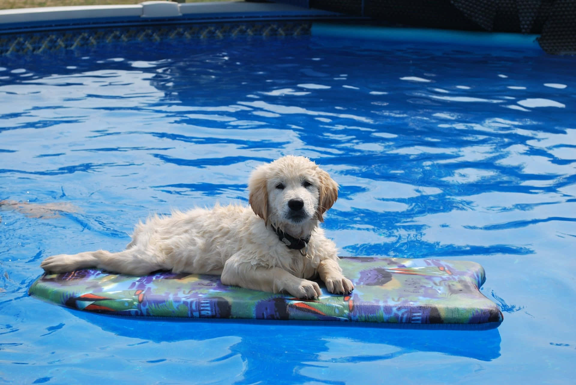golden retriever puppy, colorful float, bright blue swimming pool, Full HD Desktop Wallpaper